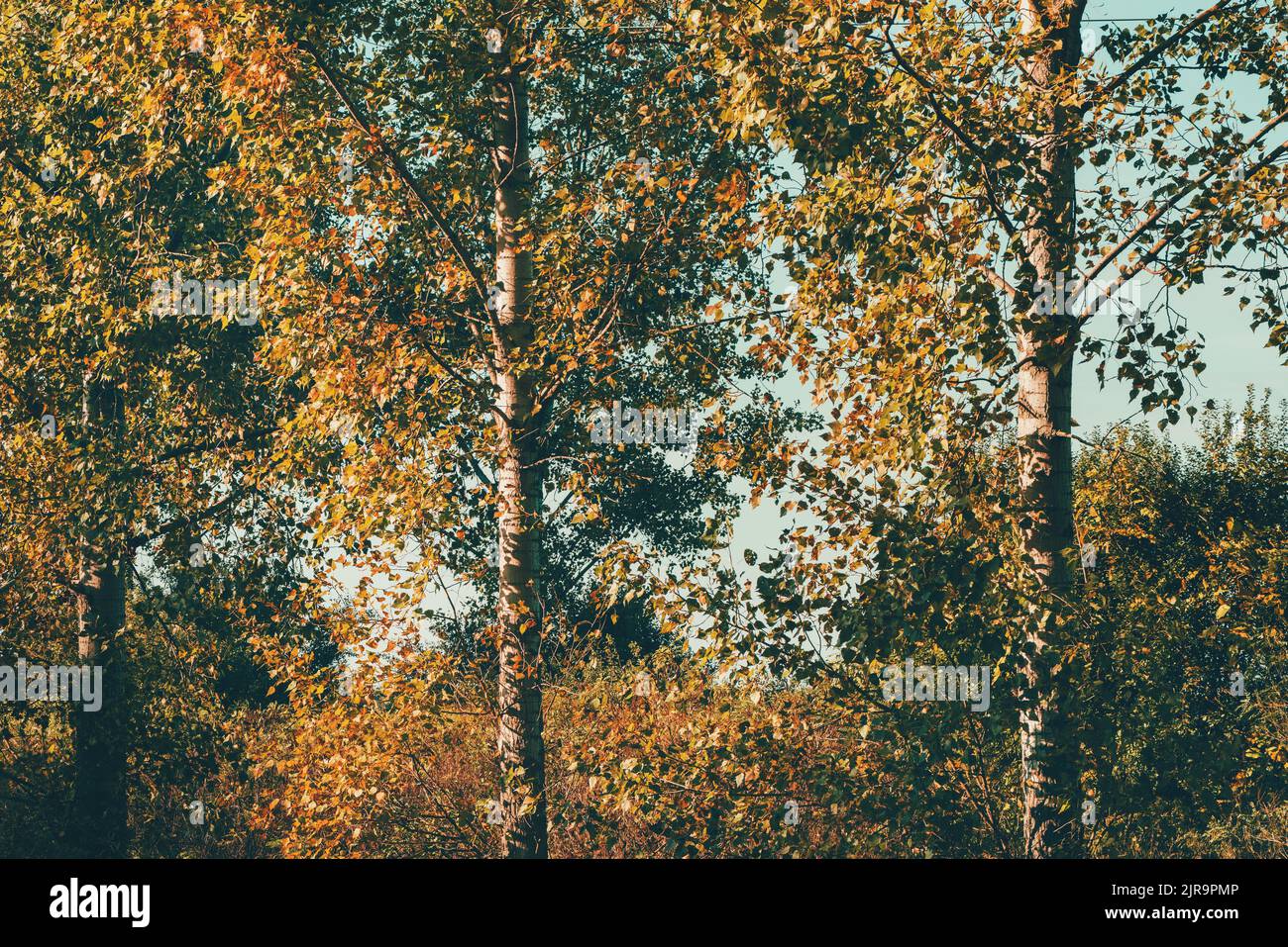 Herbstsaison und Schönheit in der Natur, schöne Pappelwaldlandschaft im oktober, orangefarbene Blätter auf hohen Bäumen Stockfoto