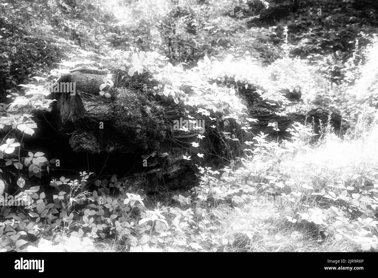 Gefallener Baum mit Efeu bedeckt (schwarz und weiß) Stockfoto