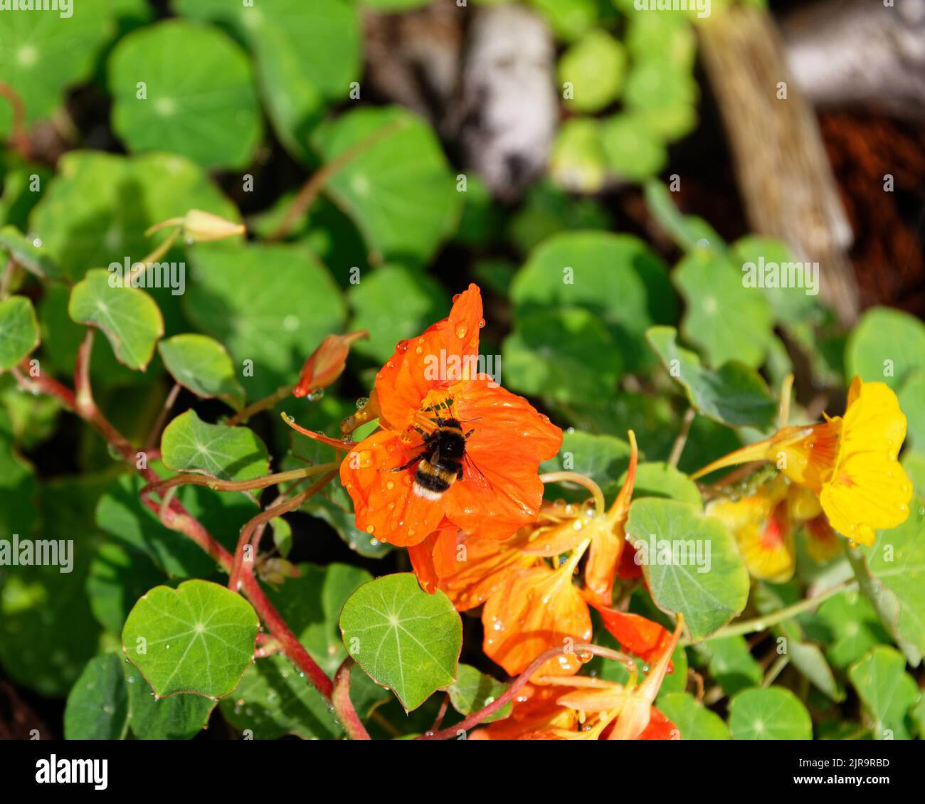 Wassertropfen umgeben eine Hummel, die sich von einer orangen Kapuzinerblüte ernährt. Stockfoto