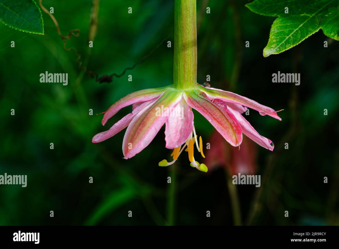 Eine Bananenblütenpflanze hängt mit ihren schönen rosa Blütenblättern und leuchtend orangefarbenen und grünen Staubgefäßen herab. Stockfoto