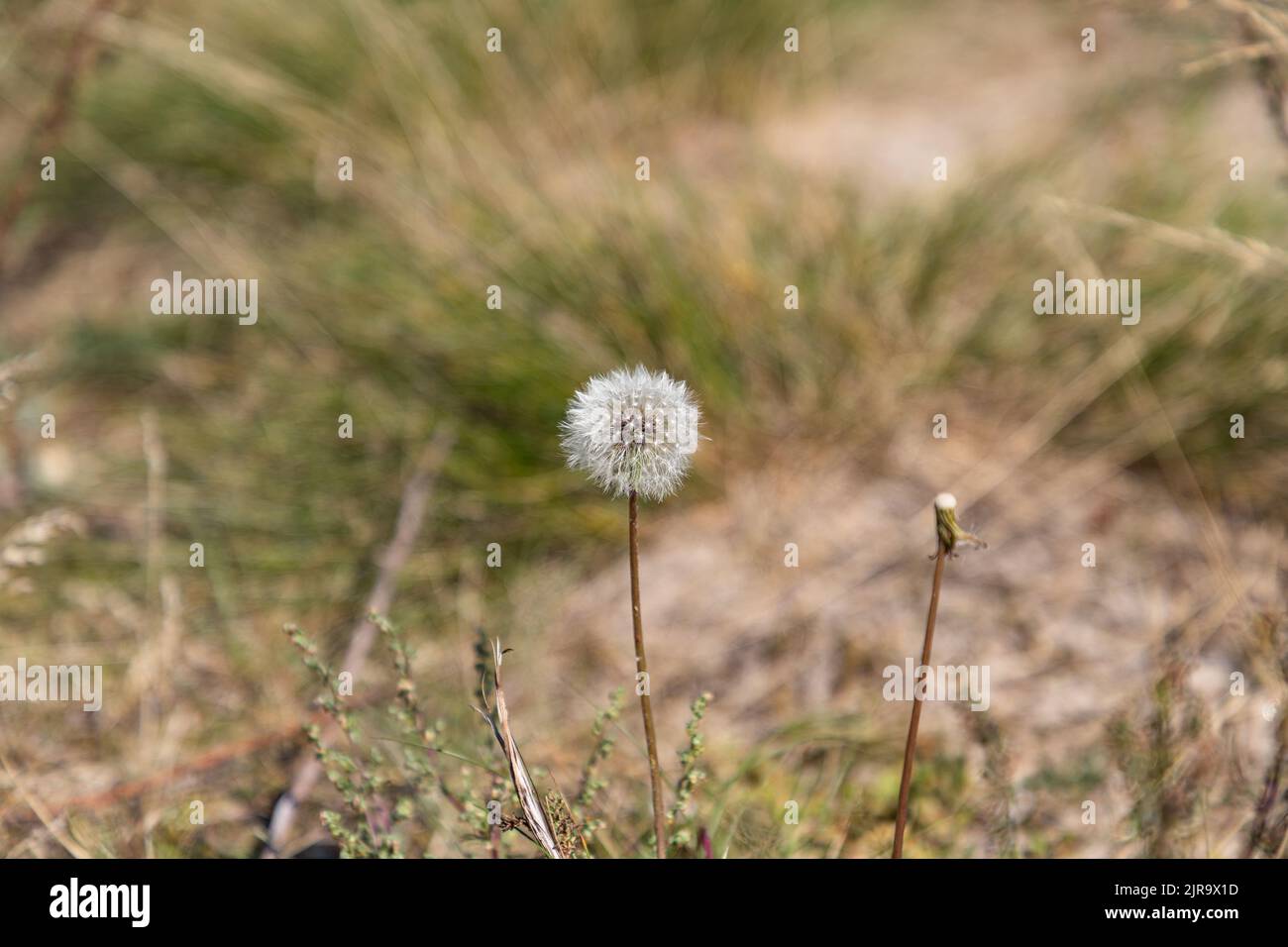 In Estland blühende Eselinnen Stockfoto