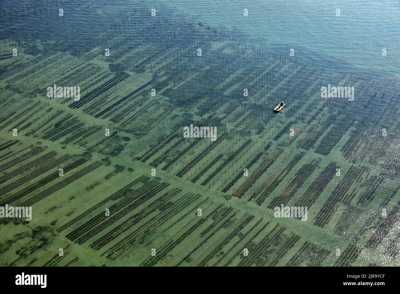 Departement Gironde (Südwestfrankreich): Luftaufnahme von Austernfarmen, echten Austern, pazifischen Austern (japanische Austern oder Miyagi-Austern, Crassostrea Stockfoto