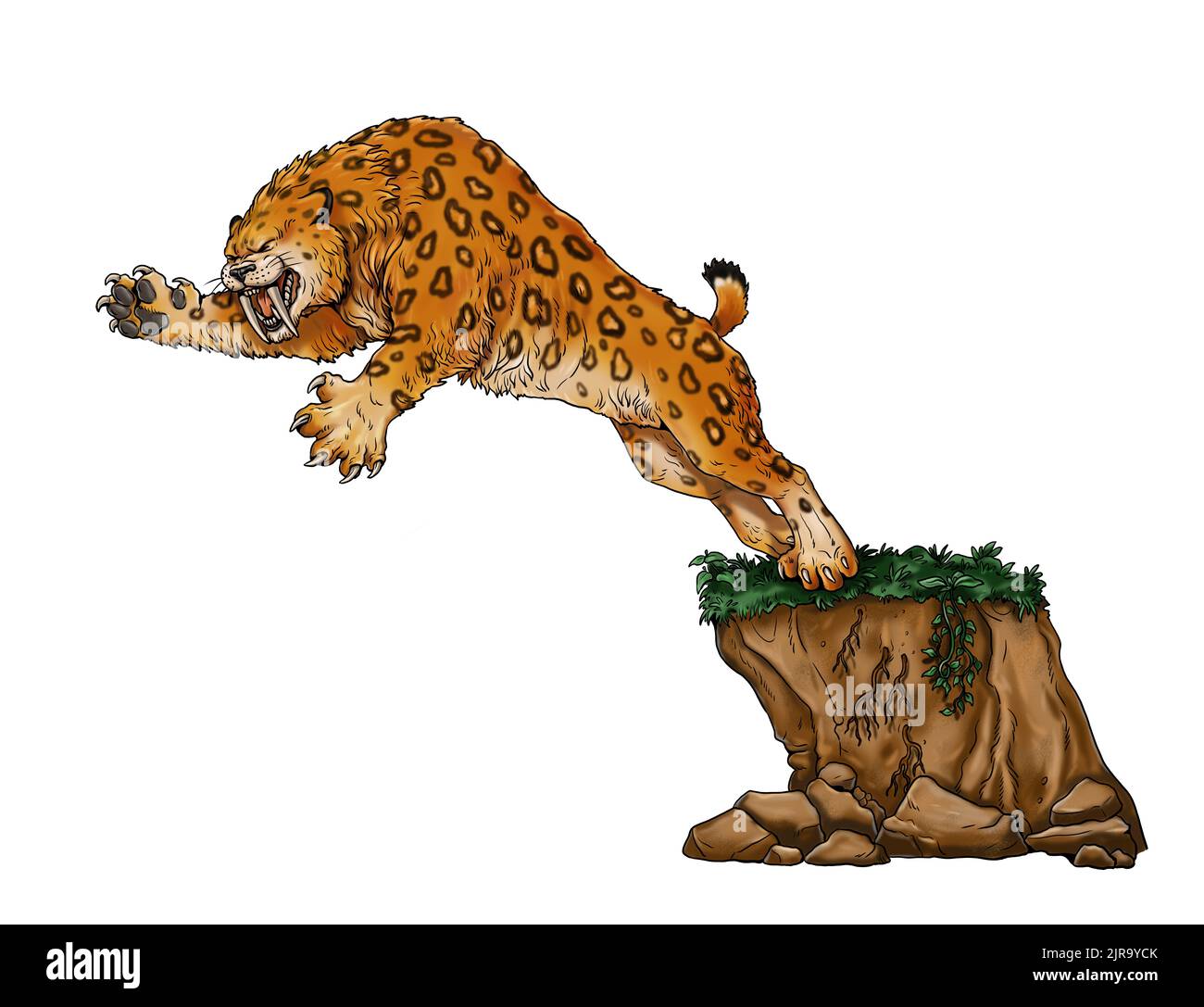 Säbelzahnkatze auf der Jagd. Tierzeichnung. Angriff mit Säbelzahnkatzen. Smilodon aus der Eiszeit. Stockfoto