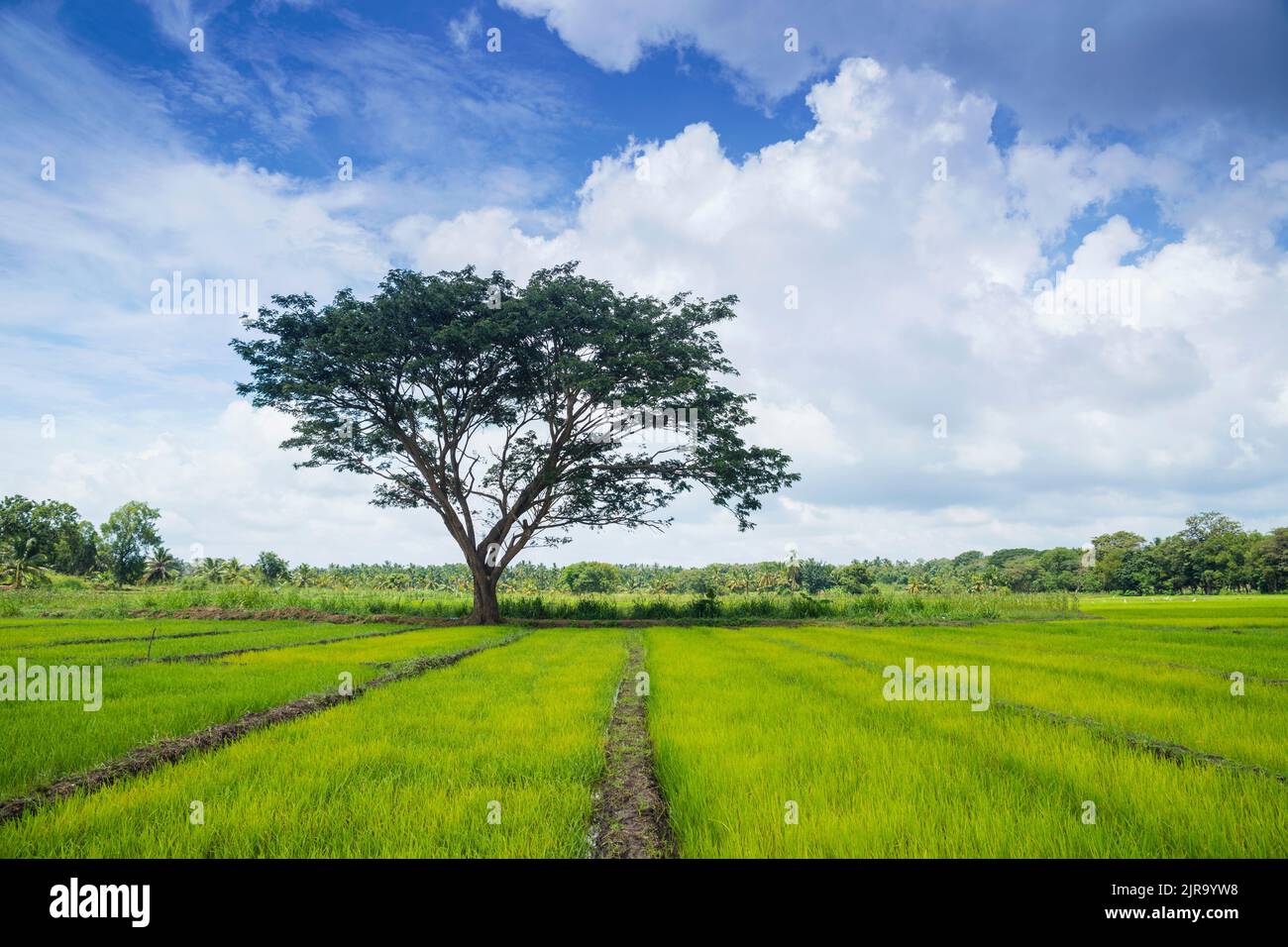 Pflanzen von Feldern und Bäumen in der Nähe von Avukana Dorf, nördliche Provinz, Sri Lanka Stockfoto