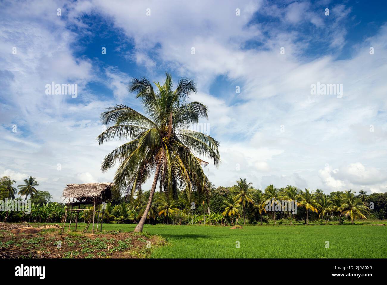 Pflanzen von Feldern mit Palmen in der Nähe von Avukana Dorf, nördliche Provinz, Sri Lanka Stockfoto