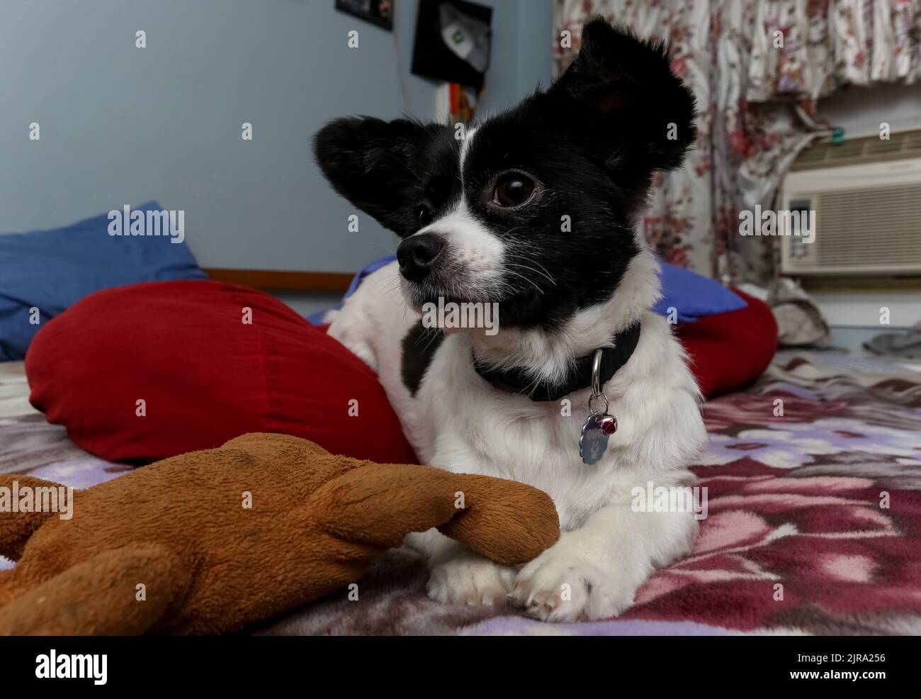 Eine Nahaufnahme eines schwarz-weißen Papillon-Hundes, der mit seinen Spielsachen im Raum liegt Stockfoto