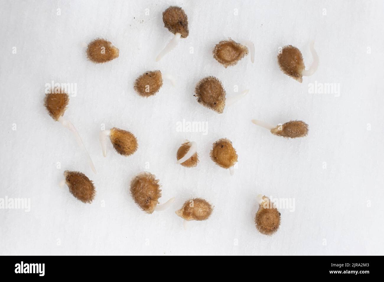 Tomaten aus Samen anbauen, Schritt für Schritt. Schritt 2 - die Samen sind gekeimt. Stockfoto