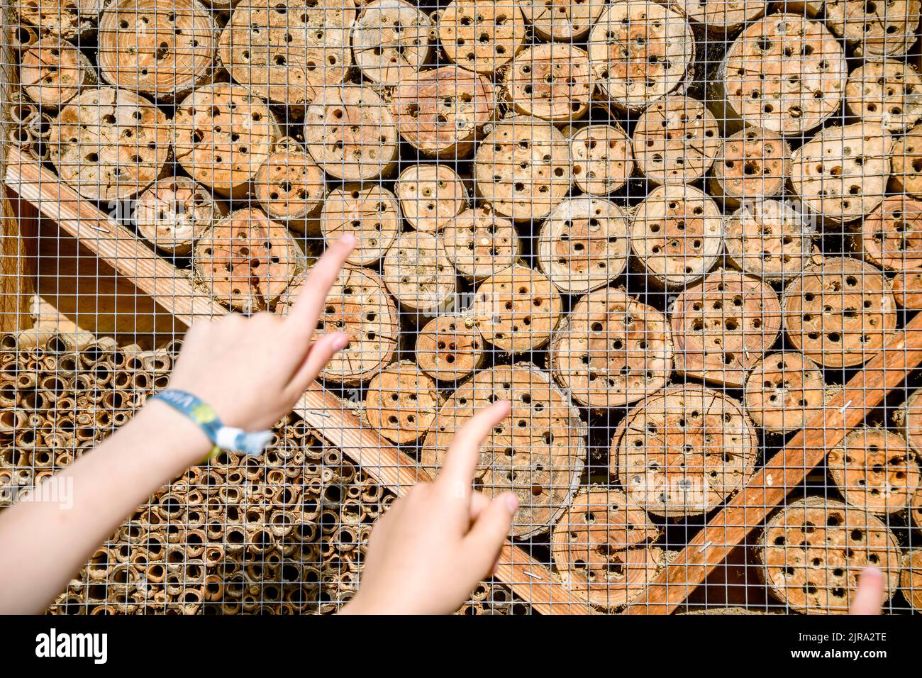 Hände zeigen Insektenhotel Stockfoto