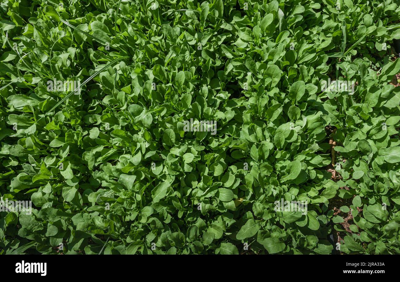 Draufsicht auf die Rugelpflanze oder das Eruca Sativa-Feld. Frische grüne Blatt-Rucola-Pflanze bereit für die Ernte Stockfoto