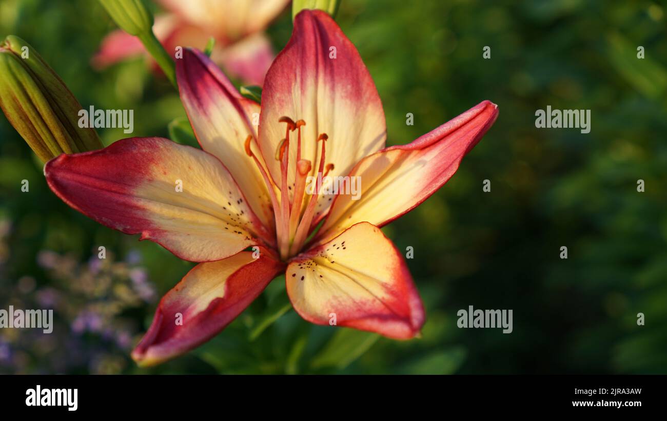 Oberbefehlshaber Asiatische aufblühende Lilie in einem Sommergarten. Stockfoto