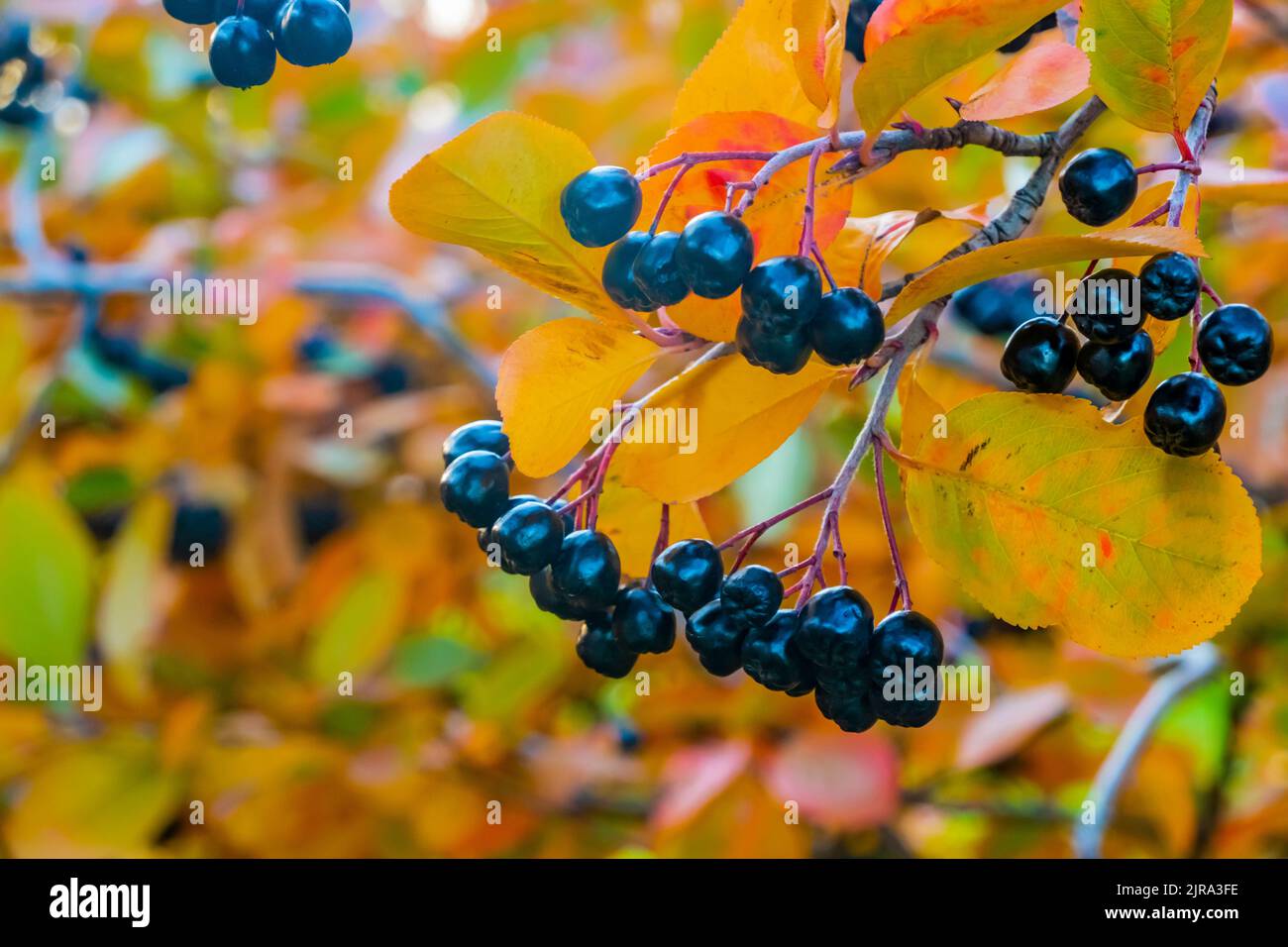 Helle Herbsthintergrund Blätter und Früchte von Apfelbeere Bush Stockfoto