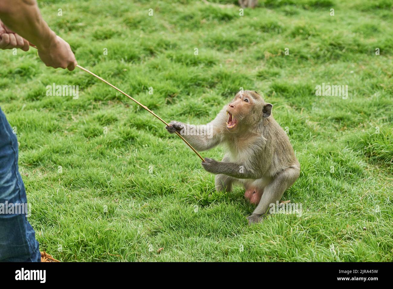 Ein sehr wütender, aggressiver Affe. Stockfoto