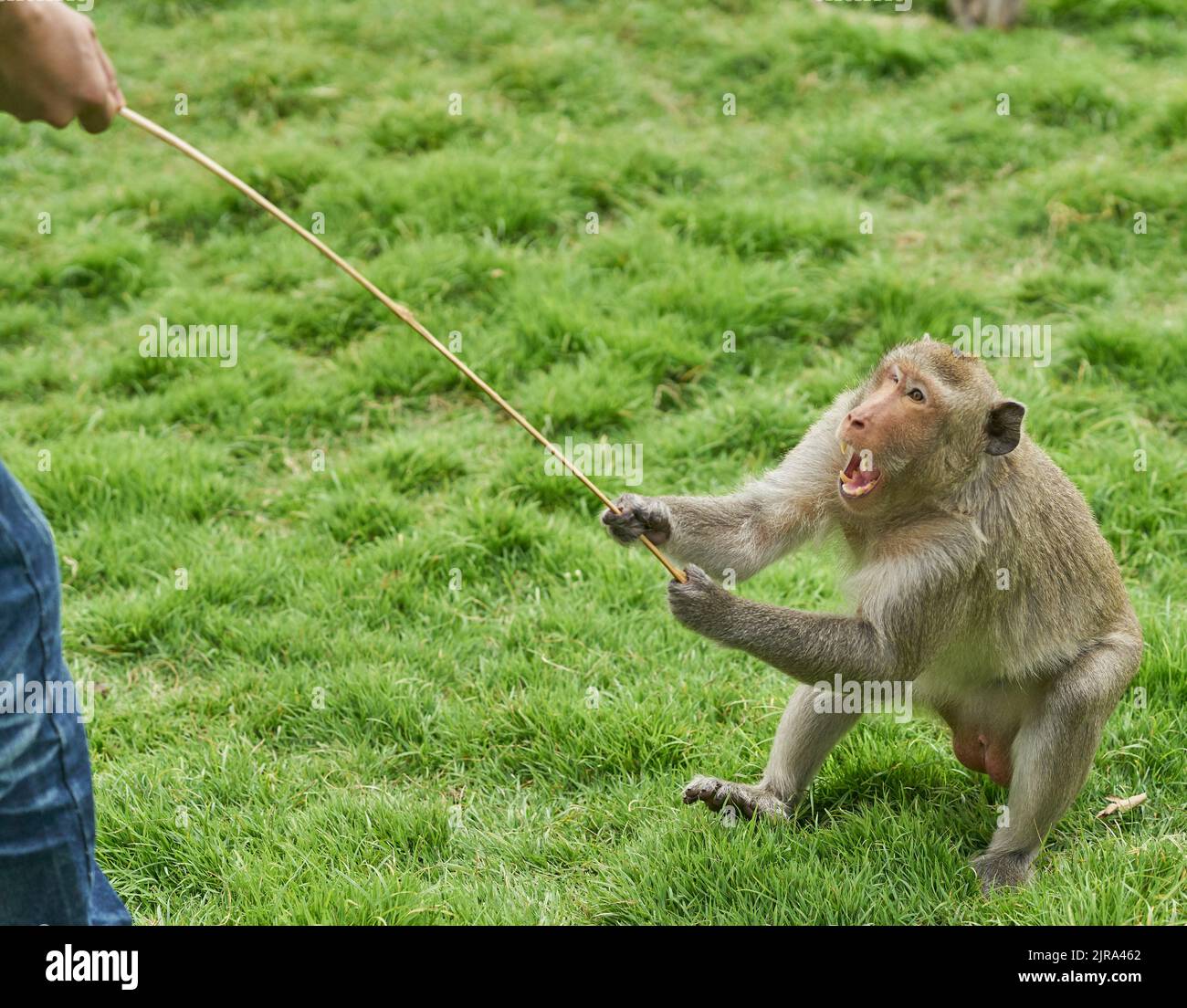 Ein sehr wütender, aggressiver Affe. Stockfoto