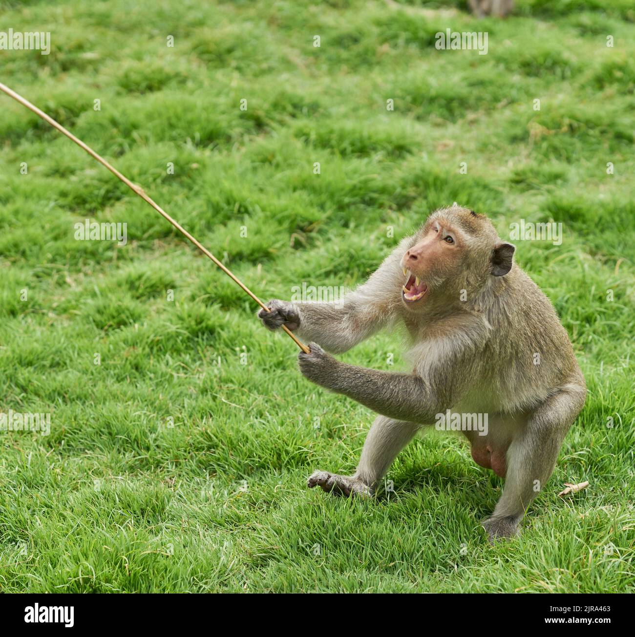 Ein sehr wütender, aggressiver Affe. Stockfoto