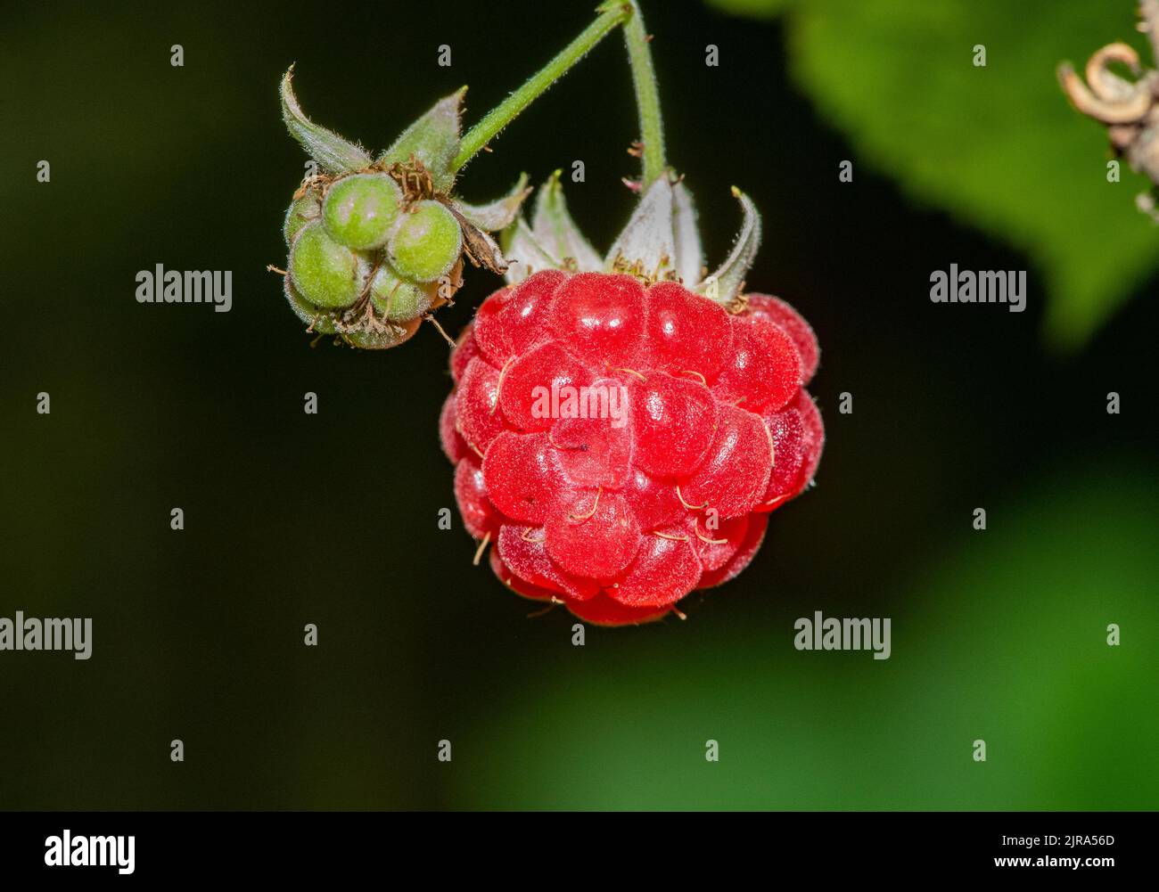 Eine wilde Himbeere, Chipping, Preston, Lancashire, Großbritannien Stockfoto