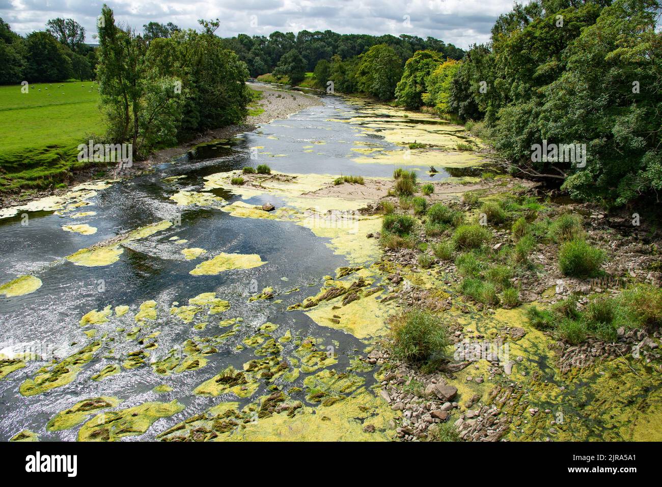Algen und Unkraut, die den River Ribble in Mitton, Clitheroe, Lancashire, Großbritannien, betreffen. Stockfoto