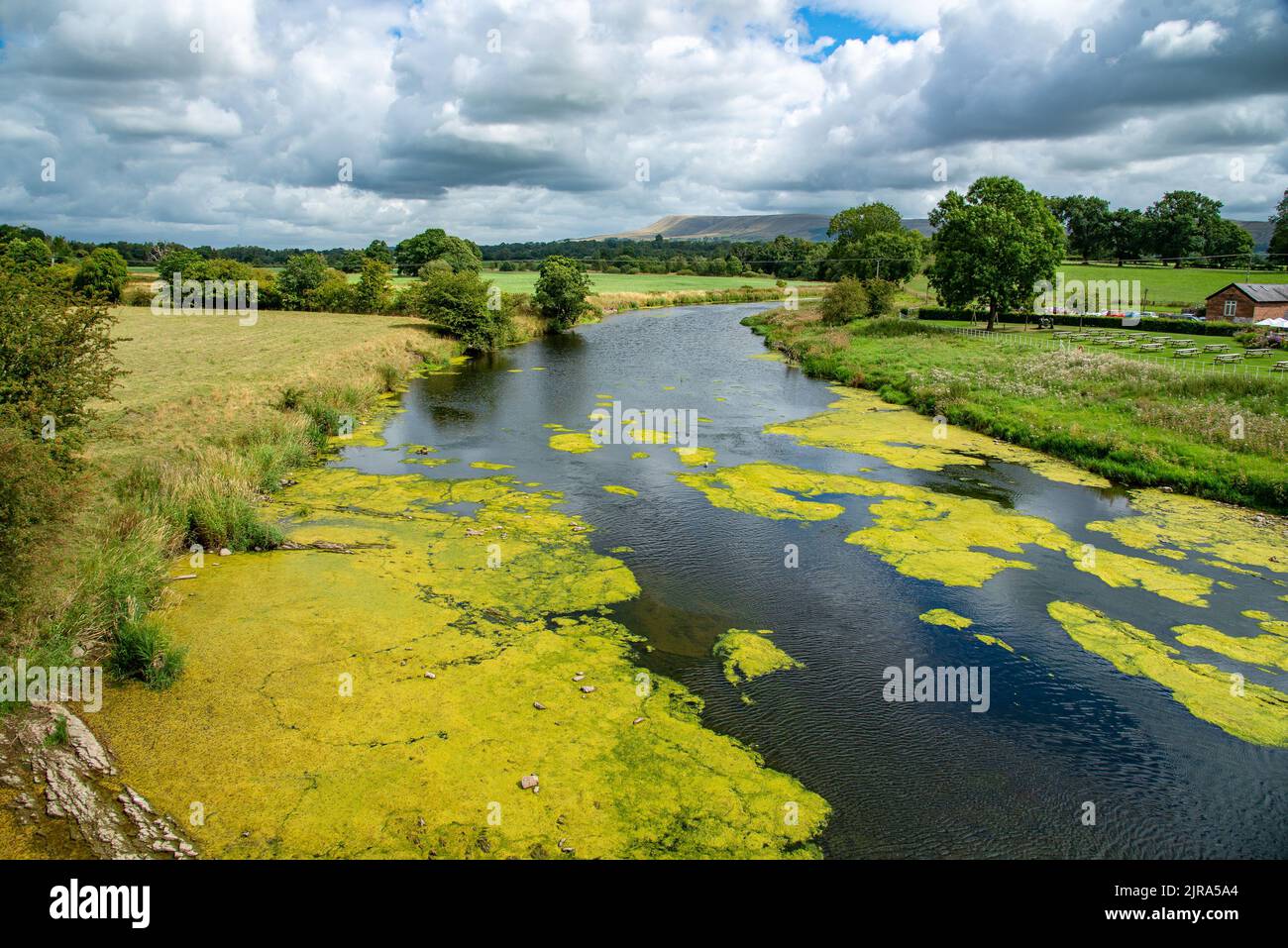 Algen und Unkraut, die den River Ribble in Mitton, Clitheroe, Lancashire, Großbritannien, betreffen. Stockfoto