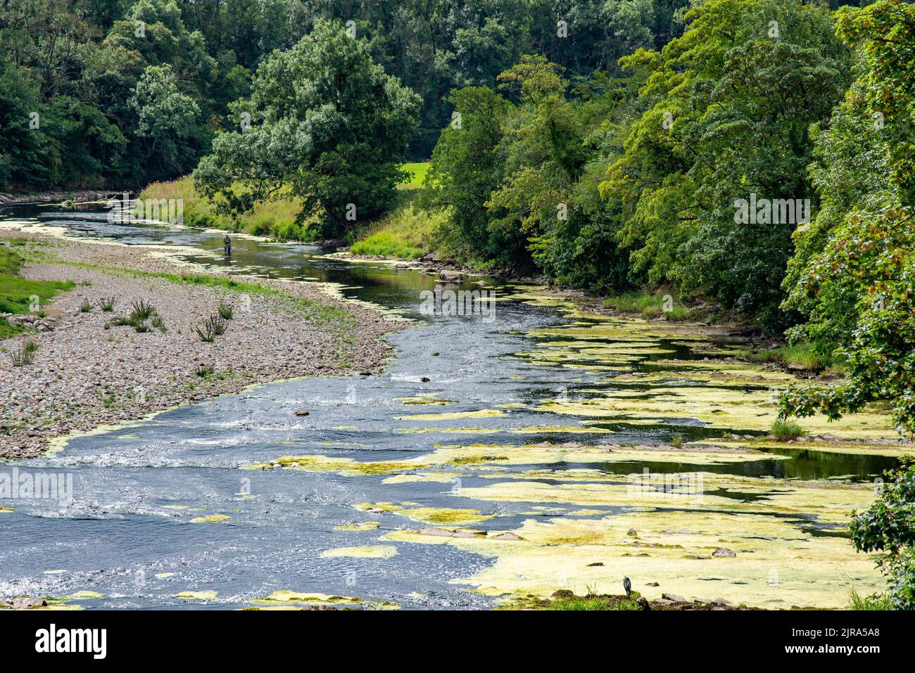 Algen und Unkraut, die den River Ribble in Mitton, Clitheroe, Lancashire, Großbritannien, betreffen. Stockfoto