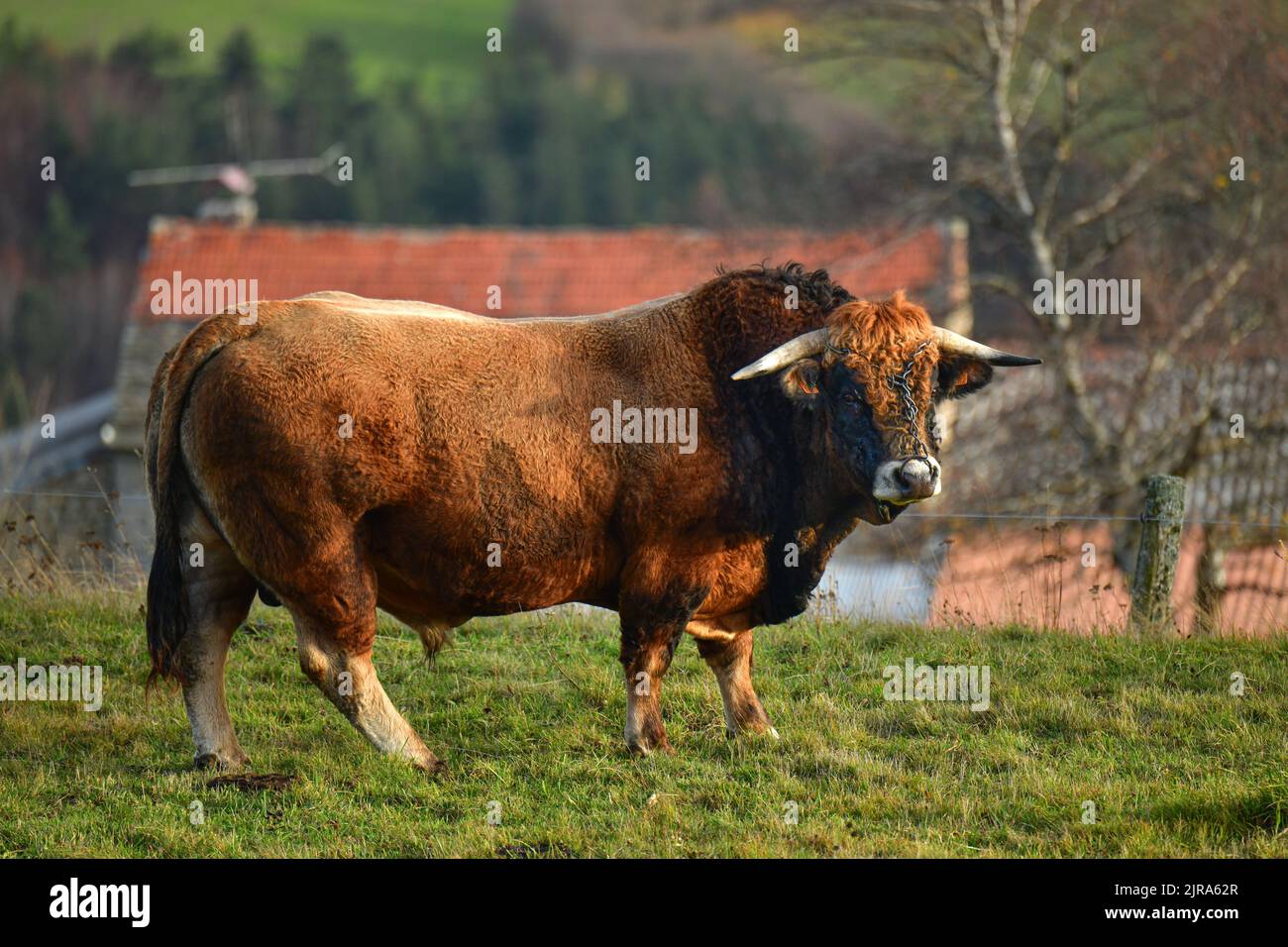 Chanaleilles (Südfrankreich): Aubrac-Bulle mit einem Ring auf einem Feld. Profil Stockfoto