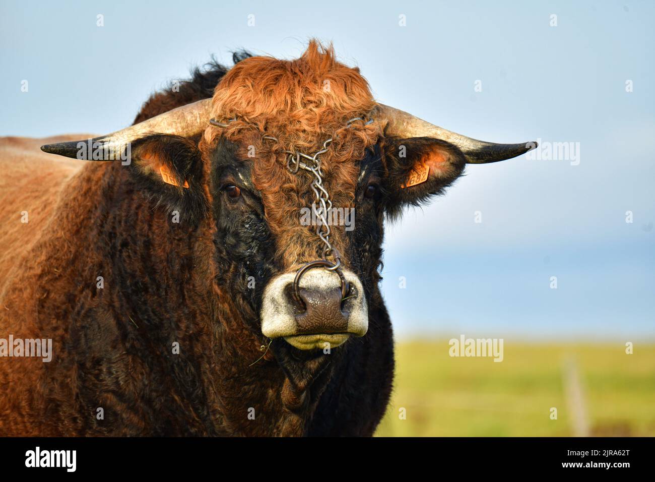 Chanaleilles (Südfrankreich): Aubrac-Bulle mit einem Ring auf einem Feld. Hochformat, dreiviertel lang Stockfoto