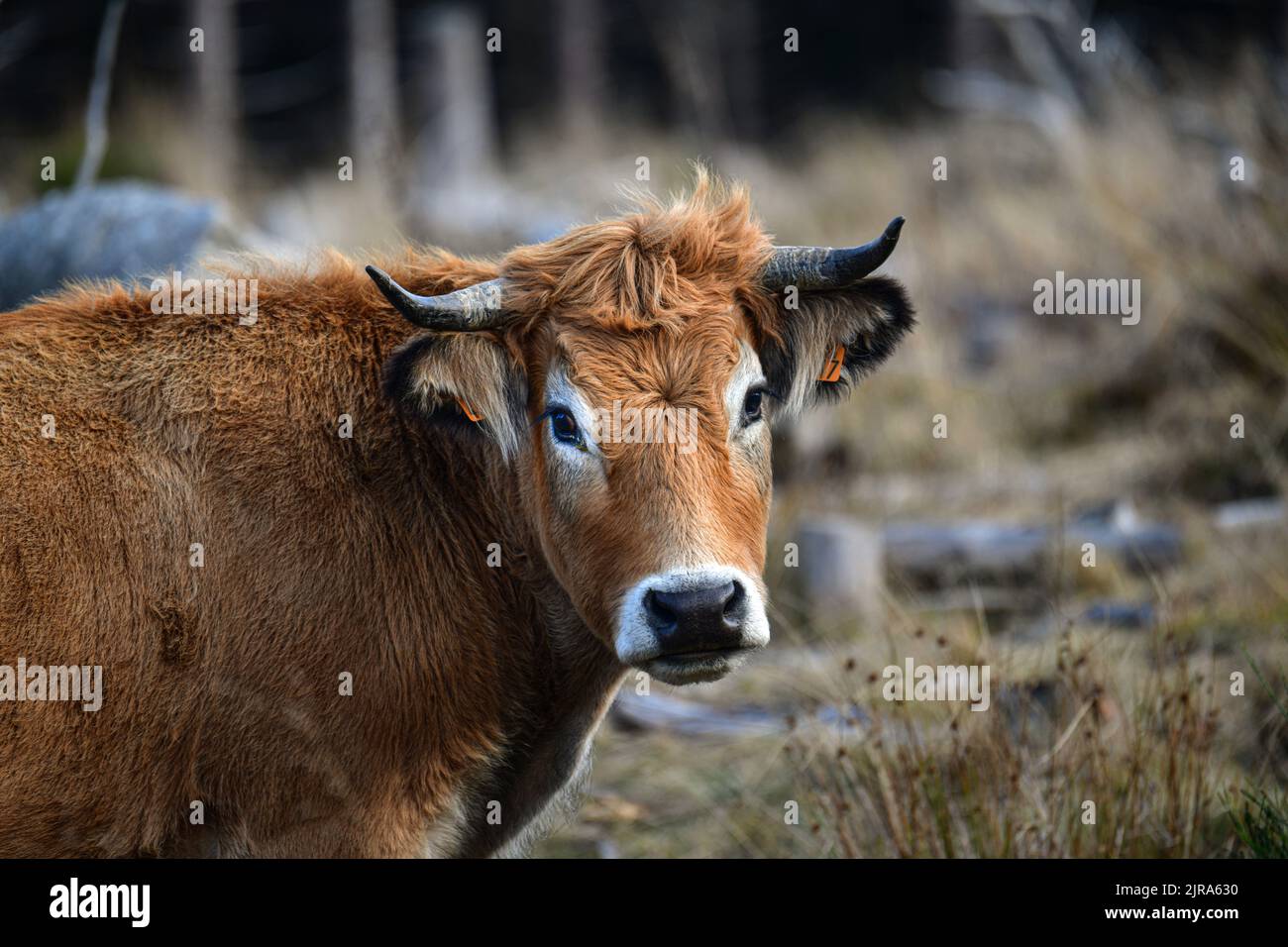 Département Haute-Loire (Südmittelfrankreich): Aubrac-Kuh im Unterholz, Dreiviertelansicht Stockfoto