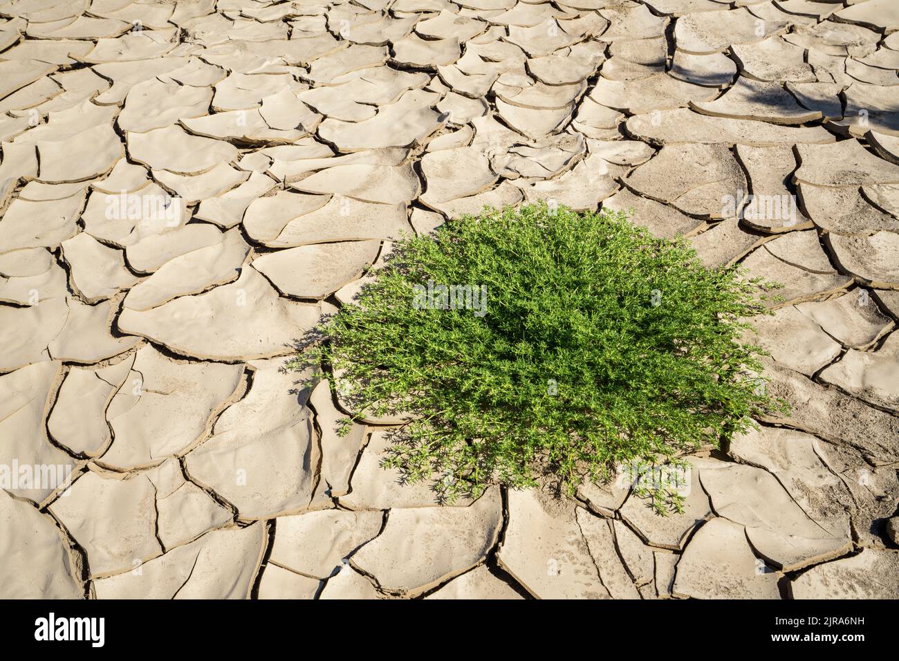 Symbolisches Bild, Hoffnung, Umwelt, Klimawandel, Grüne Pflanzen wachsen in trockenen Flussbett Mustern. Swakop River, Namibia, Afrika Stockfoto