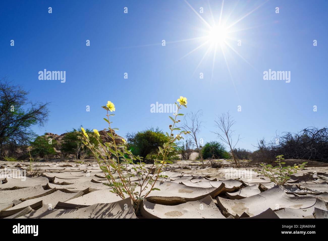 Symbolisches Bild, Hoffnung, Umwelt, Klimawandel, Grüne Pflanzen wachsen in trockenen Flussbett Mustern. Swakop River, Namibia, Afrika Stockfoto