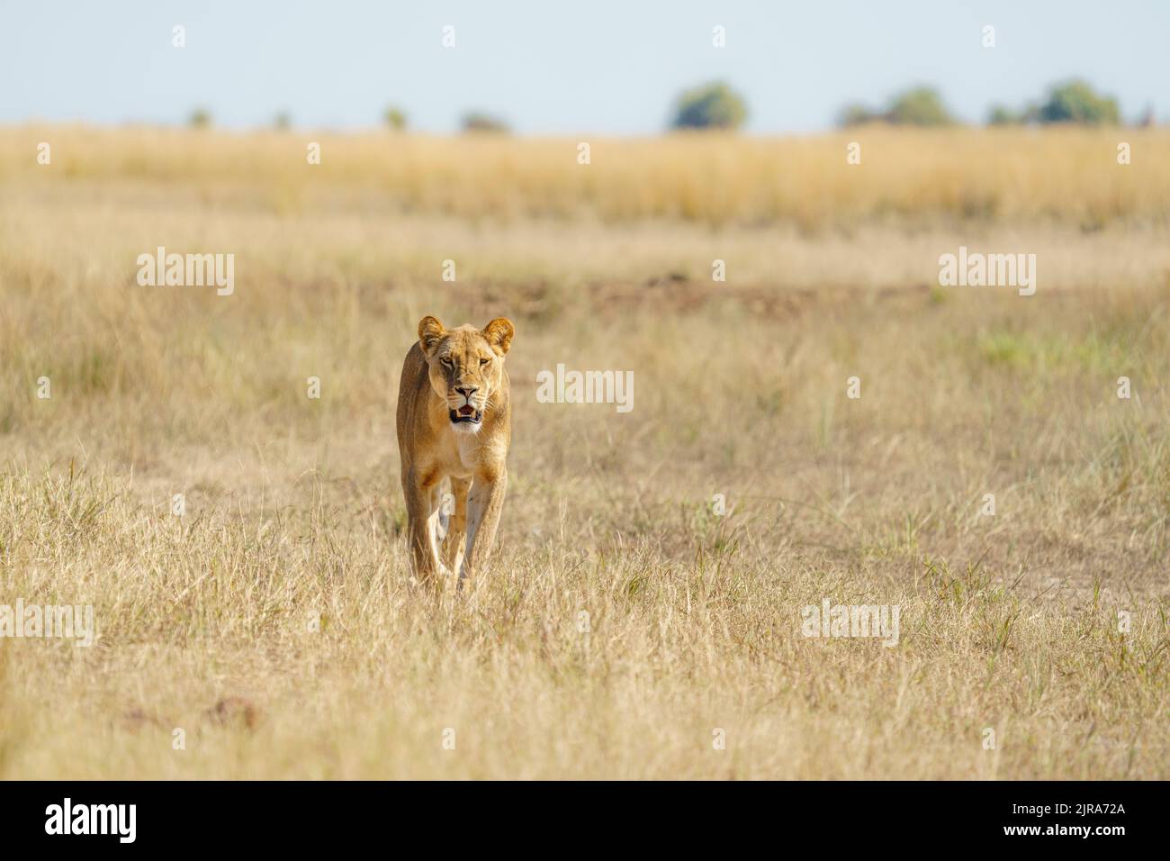 Löwin, die auf die Kamera zugeht, Platz kopieren. Chobe National Park, Botswana Stockfoto