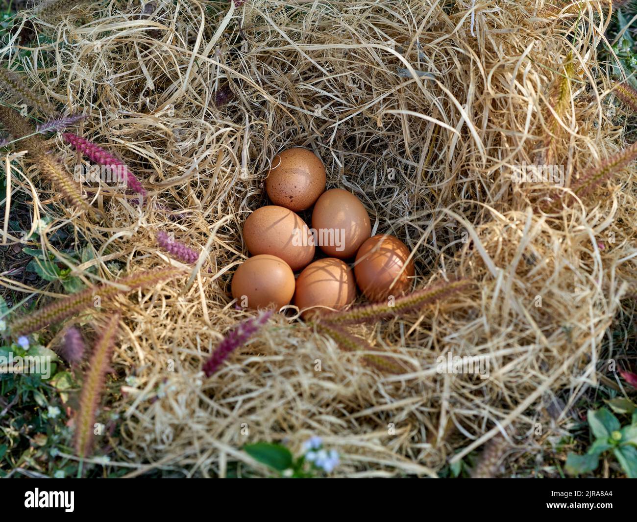 Frische Freilandeier in einem Hühnernest. Stockfoto