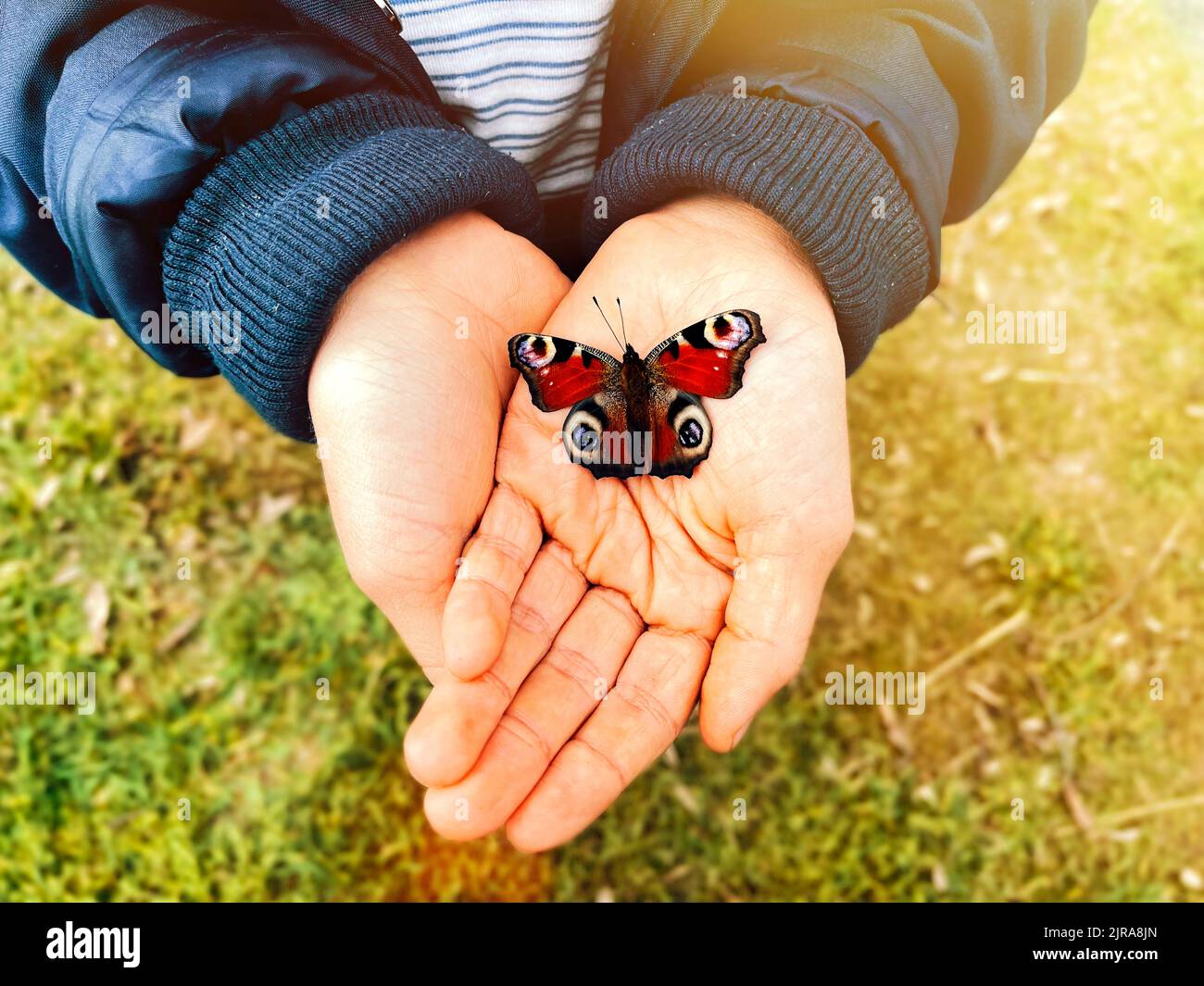 Farbenfroher Schmetterling in Kinderhände, Nahaufnahme. Europäischer Pfauenschmetterling, Inachis io. Draufsicht, selektiver Fokus. Grüner Rasen Rasen verschwommen Hintergrund Stockfoto