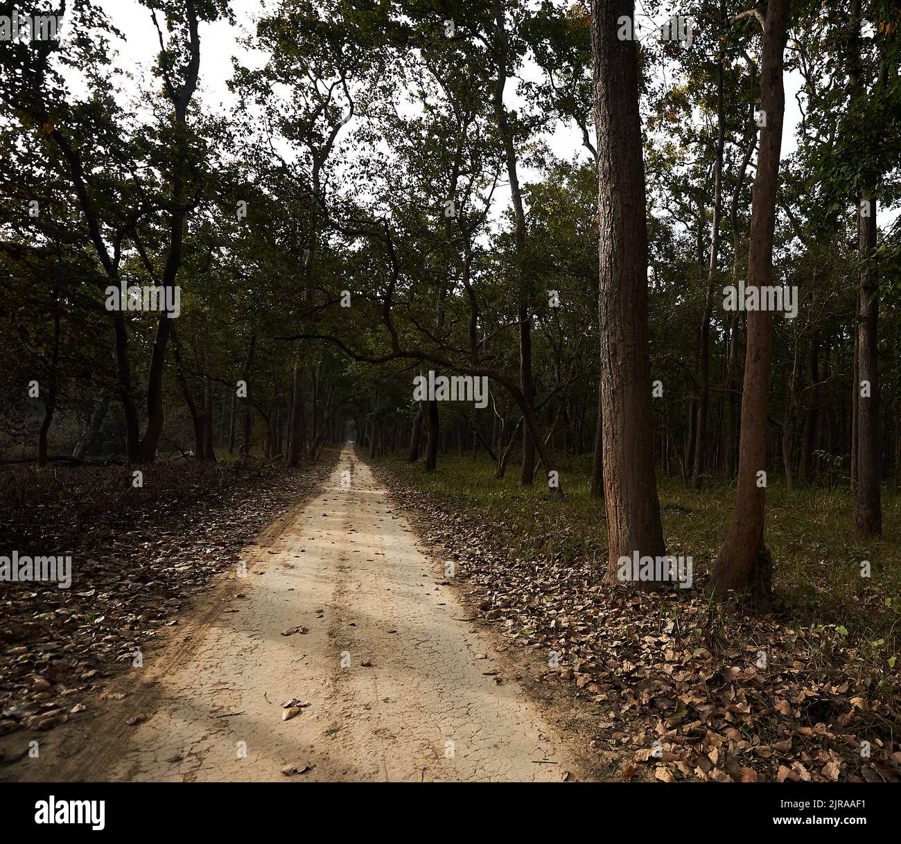 Sal-Wald, Dudhwa-Nationalpark, Indien. Stockfoto