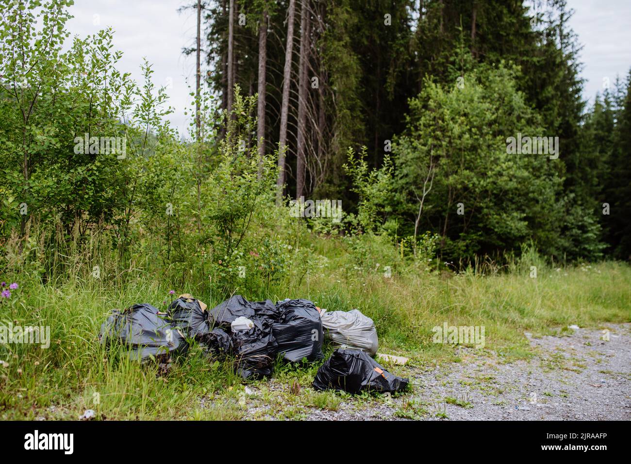 Illegale Entsorgung von Abfällen im Wald, Trashes in schwarzen Plastiktüten. Stockfoto