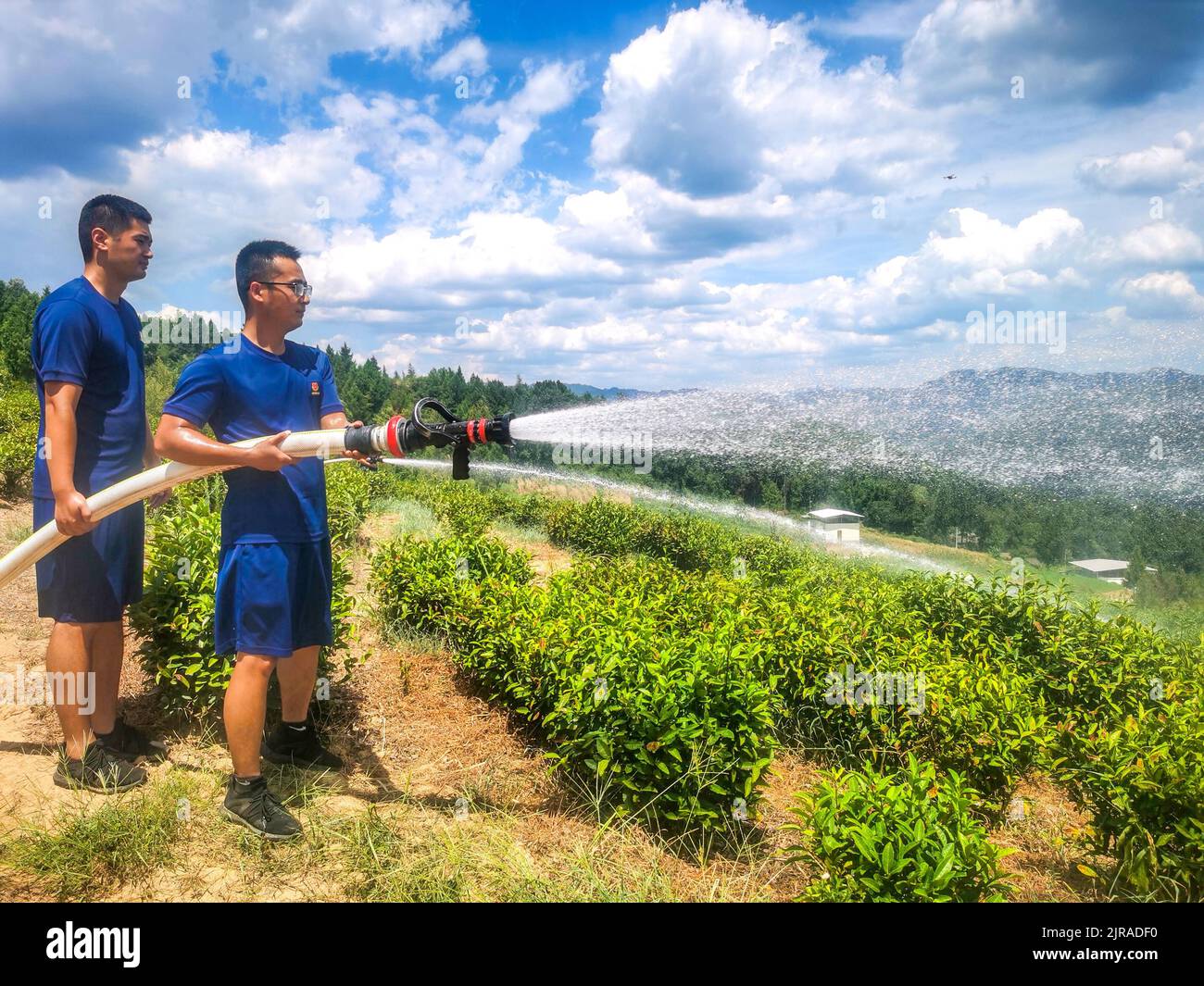 BAZHONG, CHINA - 23. AUGUST 2022 - Ein Farmservice-Team bewässert einen Teegarten, um die Dürre im Dorf Hanlin, Stadt Xinglong, Stadt Bazhong, Südwesten zu bekämpfen Stockfoto