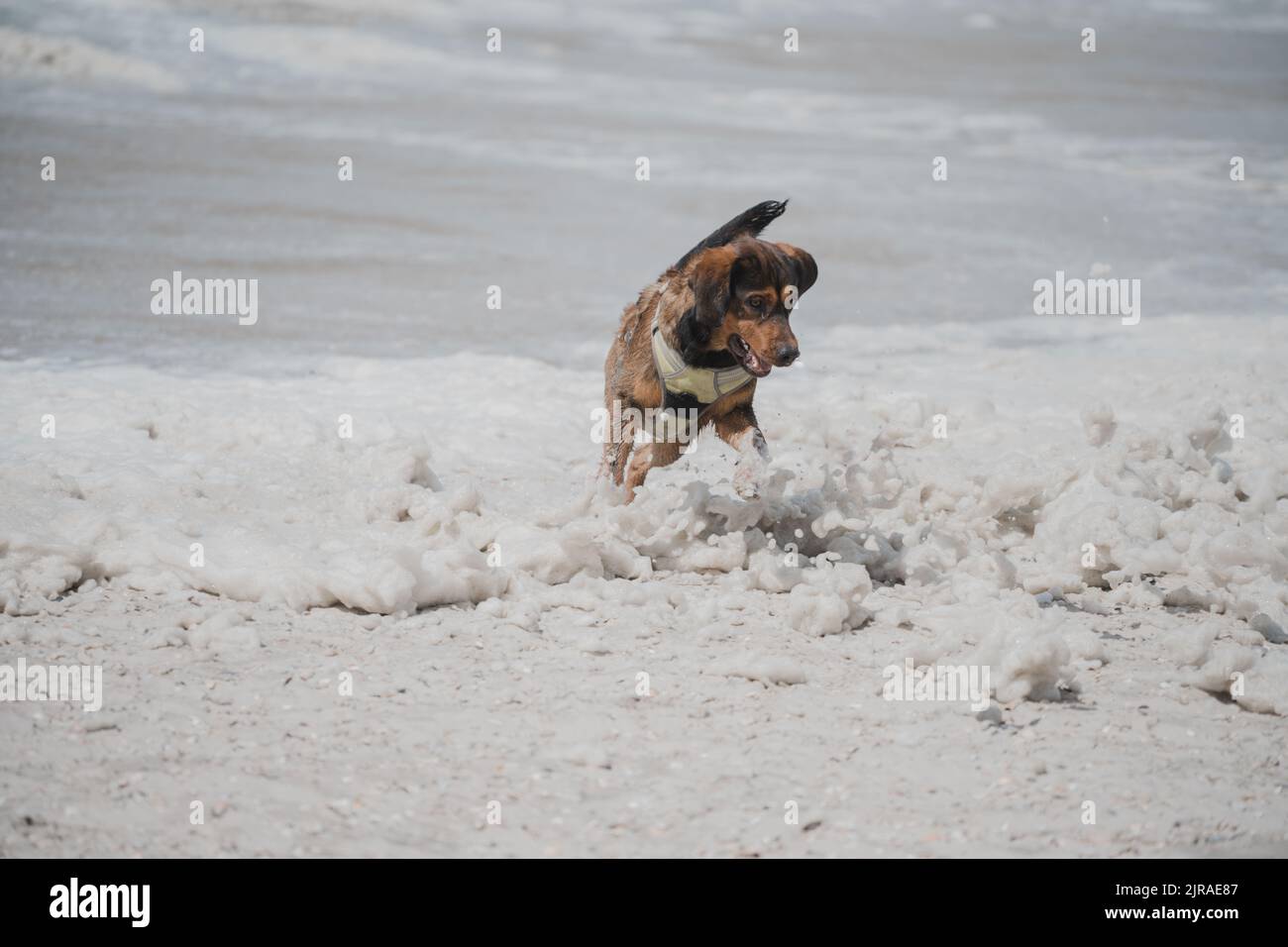 Ein fröhlicher Tiroler Hund, der auf dem Schnee vor dem Meer spielt Stockfoto