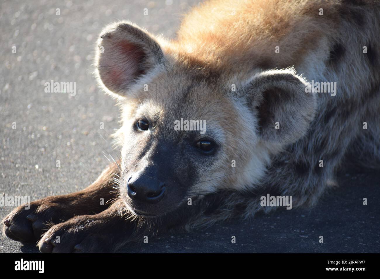 Entdeckte Hyäne, die sich mit einer entspannten, aber bewussten Haltung unter Verwendung all seiner Sensoren sonnt. Stockfoto