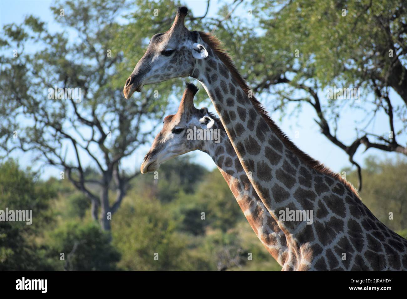 Giraffen gehen in die gleiche Richtung, ihre Haltung zeigt Vorwärtsbewegung mit starker Absicht, dicht beieinander, ein Gesicht über dem anderen. Stockfoto