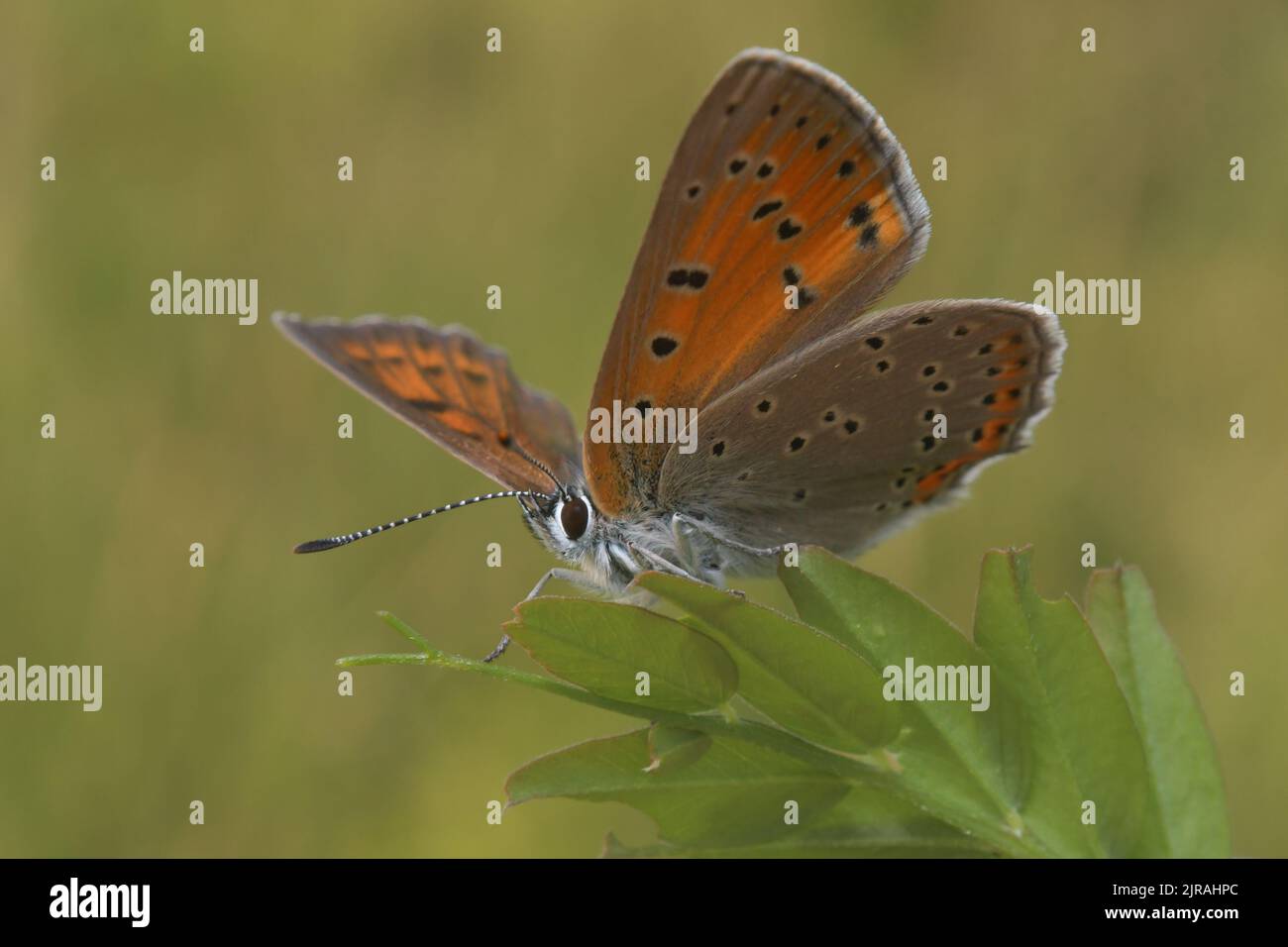 Orangefarbener Schmetterling auf grünem Hintergrund Stockfoto