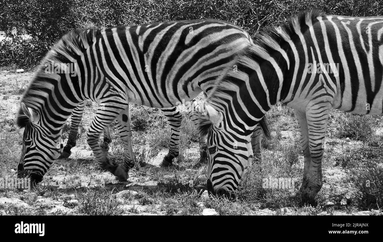 Eine Graustufenaufnahme von grasenden Zebras. Stockfoto