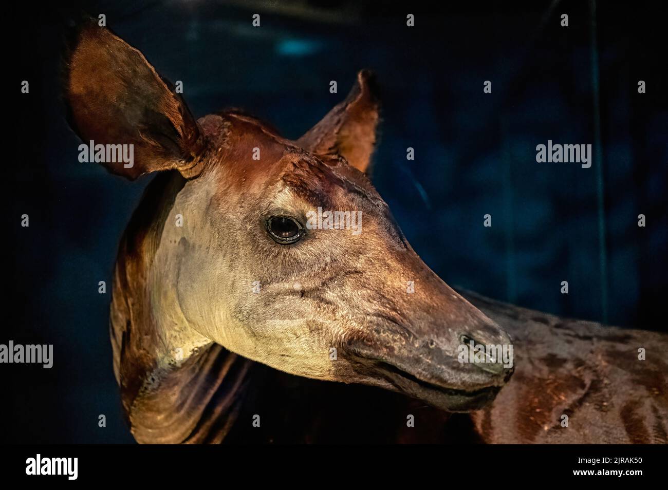 Okapi oder Okapia johnstoni, Nahaufnahme des Kopfes des Tieres. Gegenstand gesehen im Royal Ontario Museum Stockfoto