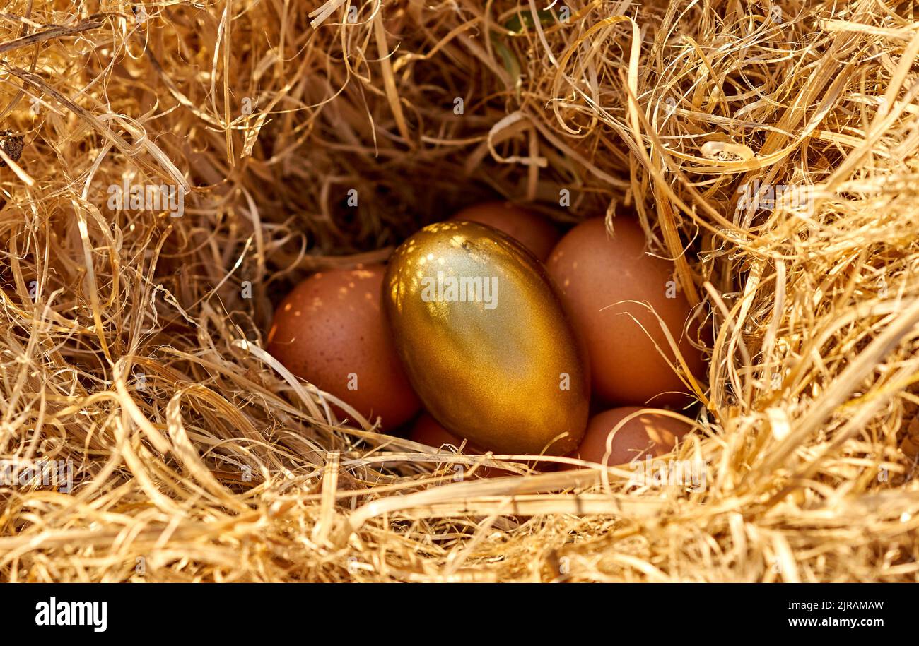 Ein goldenes Ei in einem Nest. Stockfoto