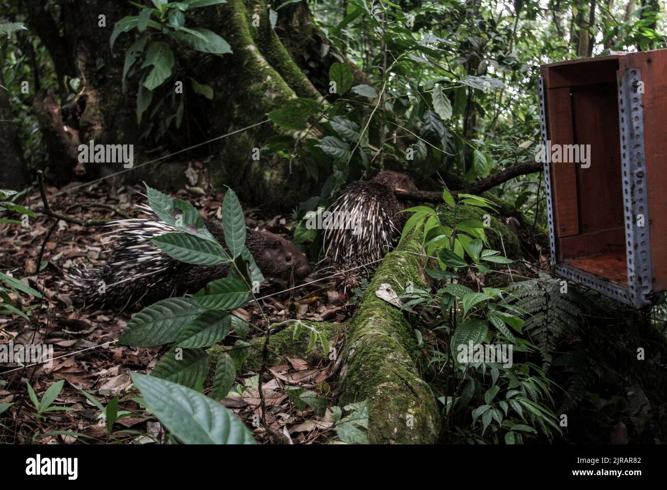 Yogyakarta, Indonesien. 23. August 2022. Ein Javanerporcupine (Hystrix Javanica) während der Freisetzung im Tlogo Nirmolo Forest des Mount Merapi National Park (TNGM) in Yogyakarta, Indonesien am 23. August 2022. Das Javanische Stachelschwein ist ein endemisches Tier in Indonesien und ist gesetzlich geschützt. (Foto von Freedy Tungga/INA Photo Agency/Sipa USA) Quelle: SIPA USA/Alamy Live News Stockfoto