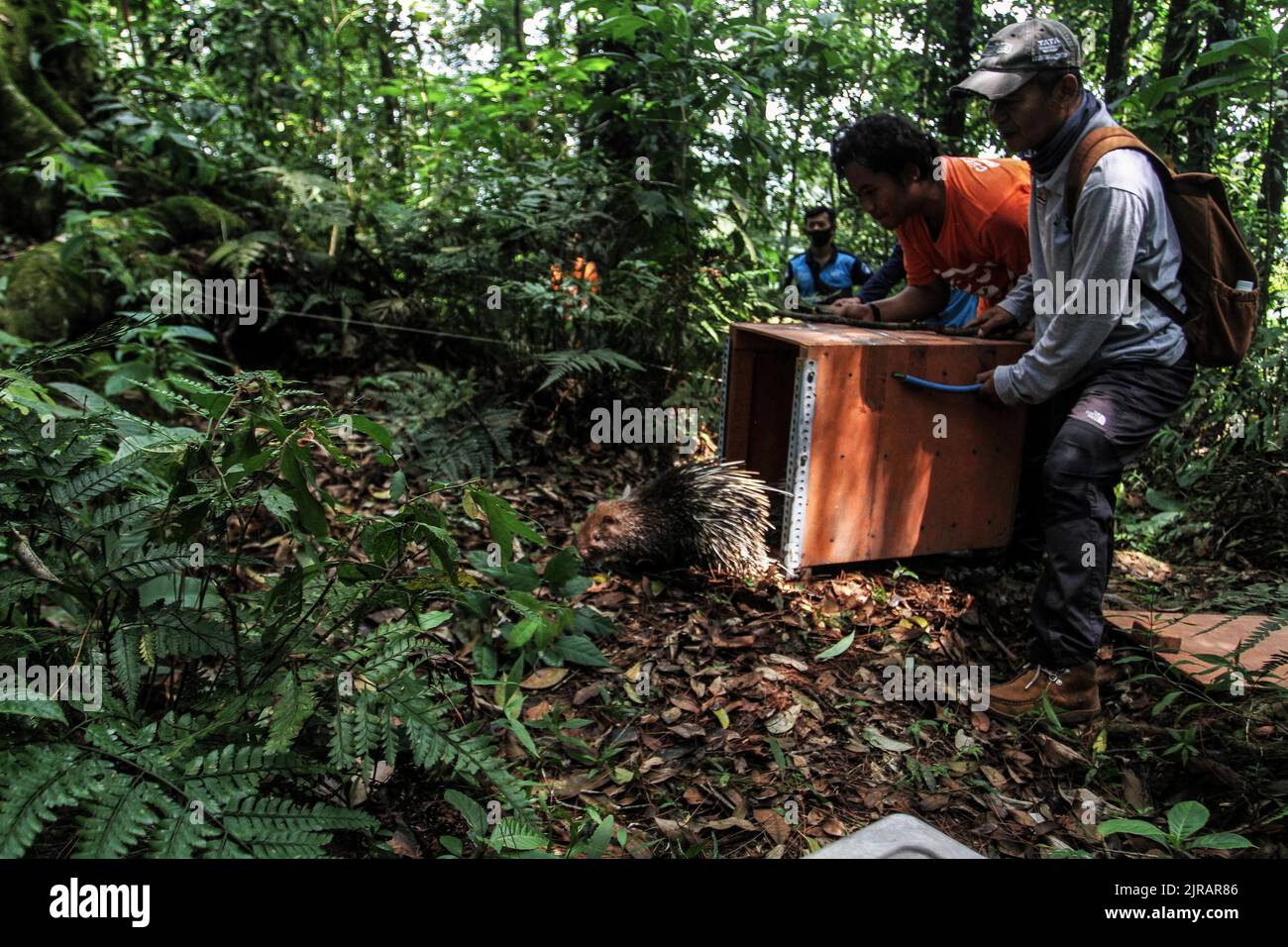 Yogyakarta, Indonesien. 23. August 2022. Beamte des Wildlife Rescue Center (WRC) ließen das Javanische Stachelschwein (Hystrix Javanica) am 23. August 2022 im Tlogo Nirmolo Forest des Mount Merapi National Park (TNGM) in Yogyakarta, Indonesien, in die Wildnis entlassen. Das Javanische Stachelschwein ist ein endemisches Tier in Indonesien und ist gesetzlich geschützt. (Foto von Freedy Tungga/INA Photo Agency/Sipa USA) Quelle: SIPA USA/Alamy Live News Stockfoto