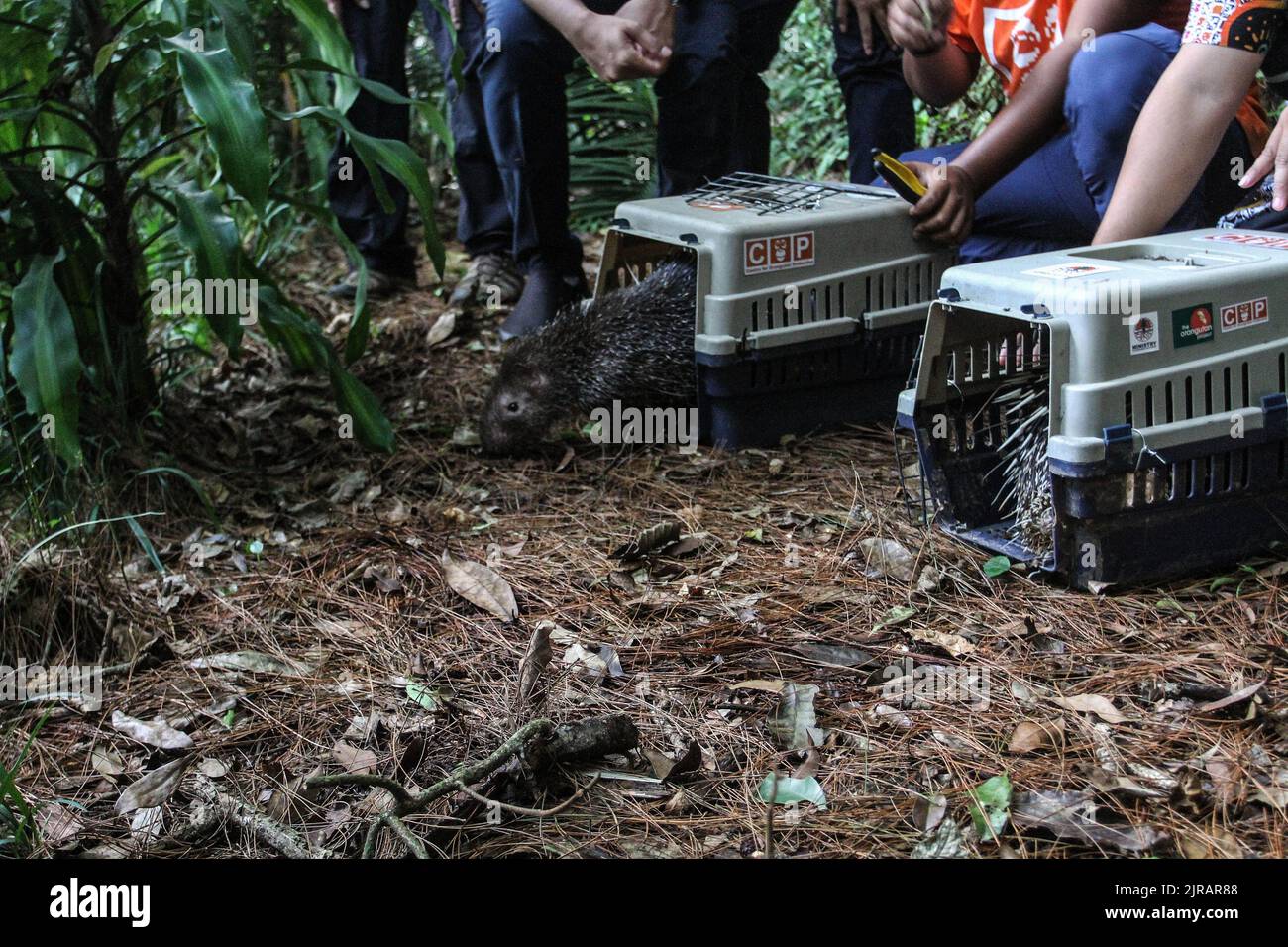 Yogyakarta, Indonesien. 23. August 2022. Beamte des Wildlife Rescue Center (WRC) ließen das Javanische Stachelschwein (Hystrix Javanica) am 23. August 2022 im Tlogo Nirmolo Forest des Mount Merapi National Park (TNGM) in Yogyakarta, Indonesien, in die Wildnis entlassen. Das Javanische Stachelschwein ist ein endemisches Tier in Indonesien und ist gesetzlich geschützt. (Foto von Freedy Tungga/INA Photo Agency/Sipa USA) Quelle: SIPA USA/Alamy Live News Stockfoto