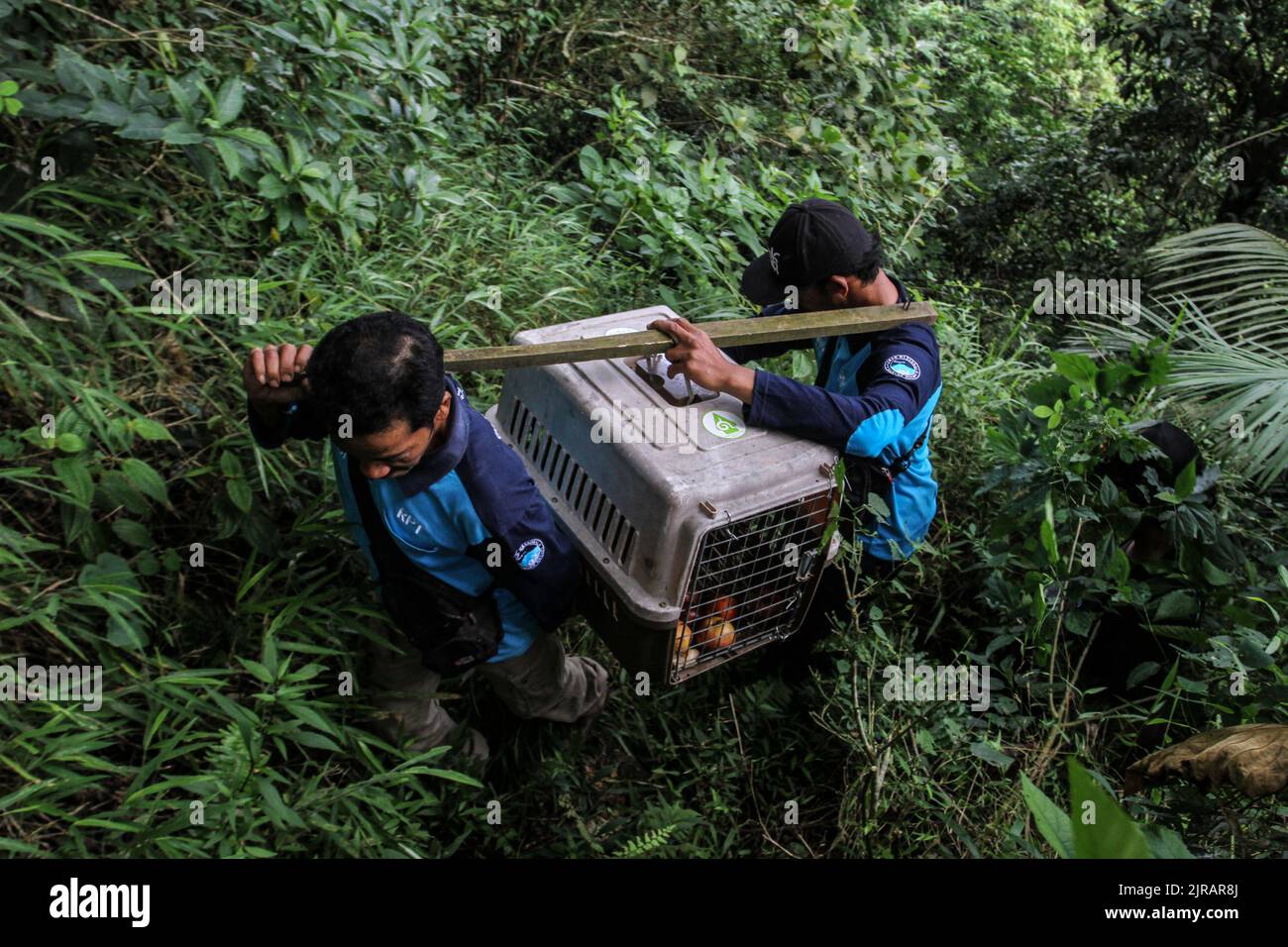 Yogyakarta, Indonesien. 23. August 2022. Beamte des Wildlife Rescue Center (WRC) tragen das Javanische Stachelschwein (Hystrix Javanica) am 23. August 2022 in einem Käfig zur freien Verfügung im Tlogo Nirmolo Forest des Mount Merapi National Park (TNGM) in Yogyakarta, Indonesien. Das Javanische Stachelschwein ist ein endemisches Tier in Indonesien und ist gesetzlich geschützt. (Foto von Freedy Tungga/INA Photo Agency/Sipa USA) Quelle: SIPA USA/Alamy Live News Stockfoto