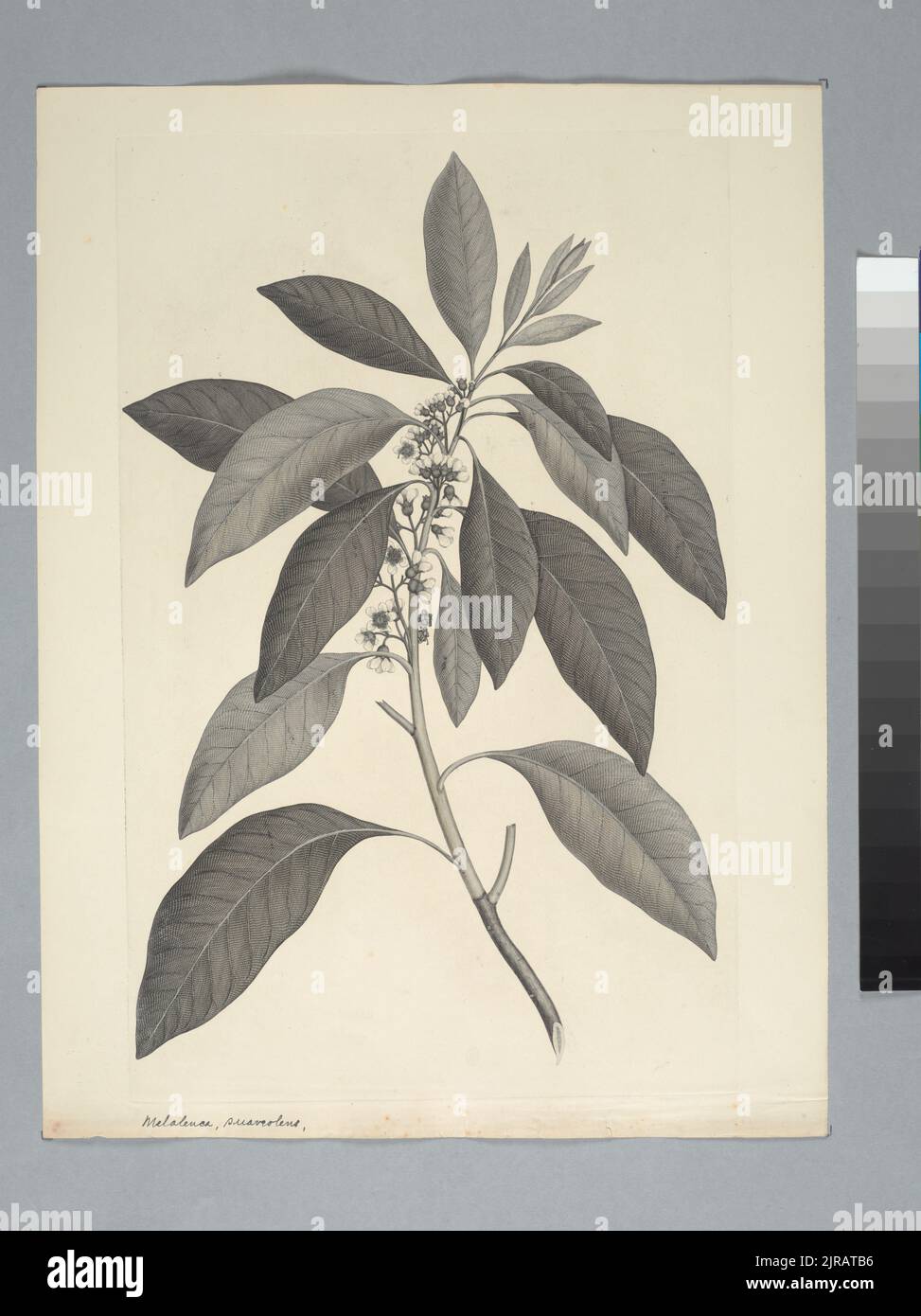 Tristania suaveolens (Solander ex Gaertner) Smith in Rees, von Sydney Parkinson. Schenkung des British Museum, 1895. Stockfoto
