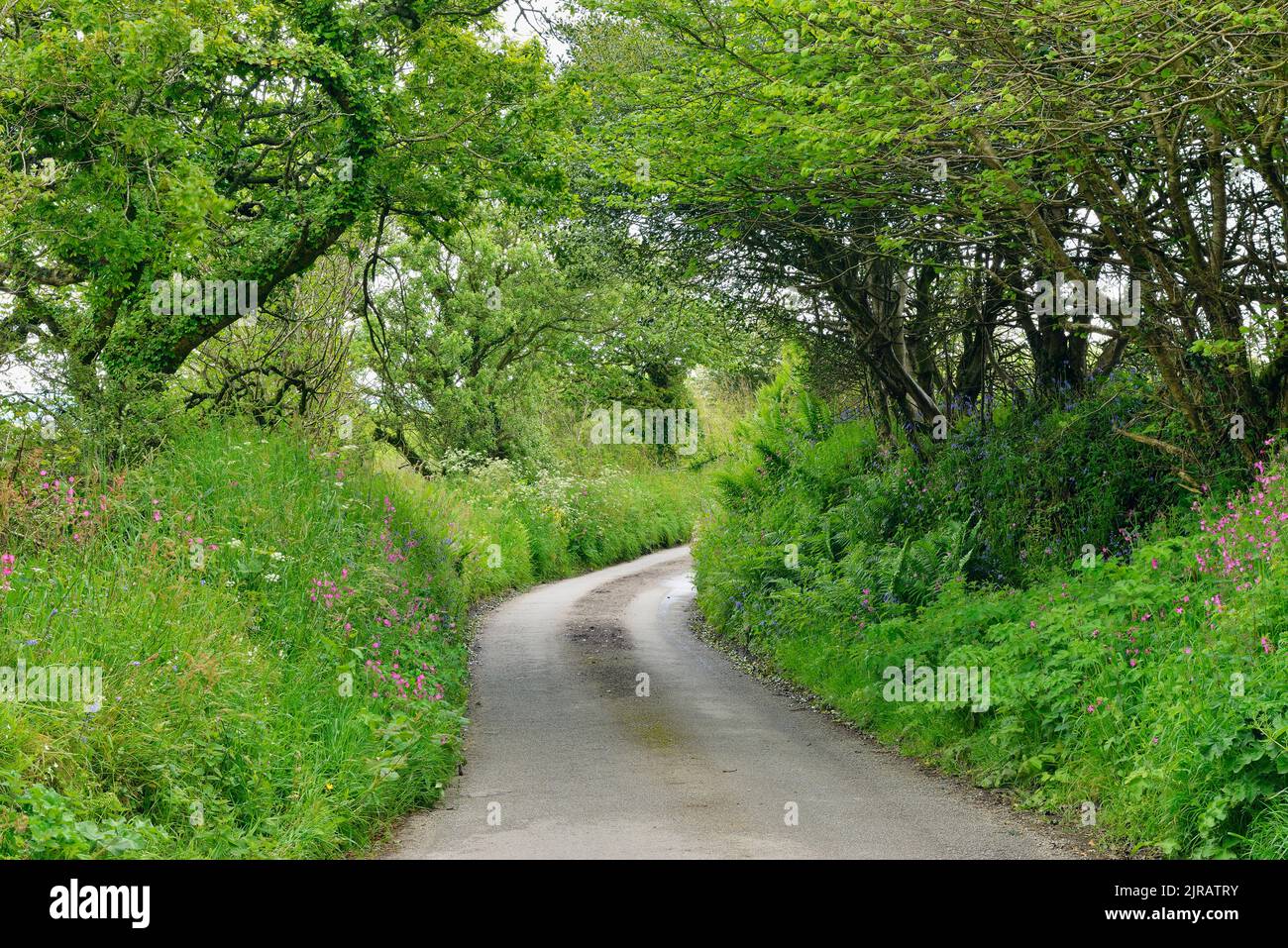 Großbritannien, England, Grün üppiges Laub wächst entlang der Landstraße im Frühjahr Stockfoto