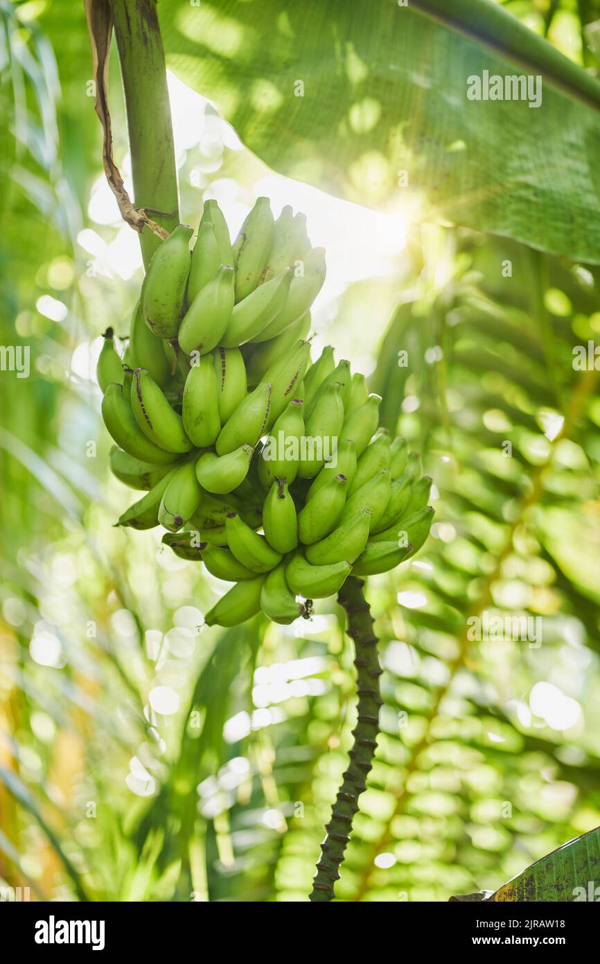 Grüne Bananen wachsen im Dschungel Stockfoto