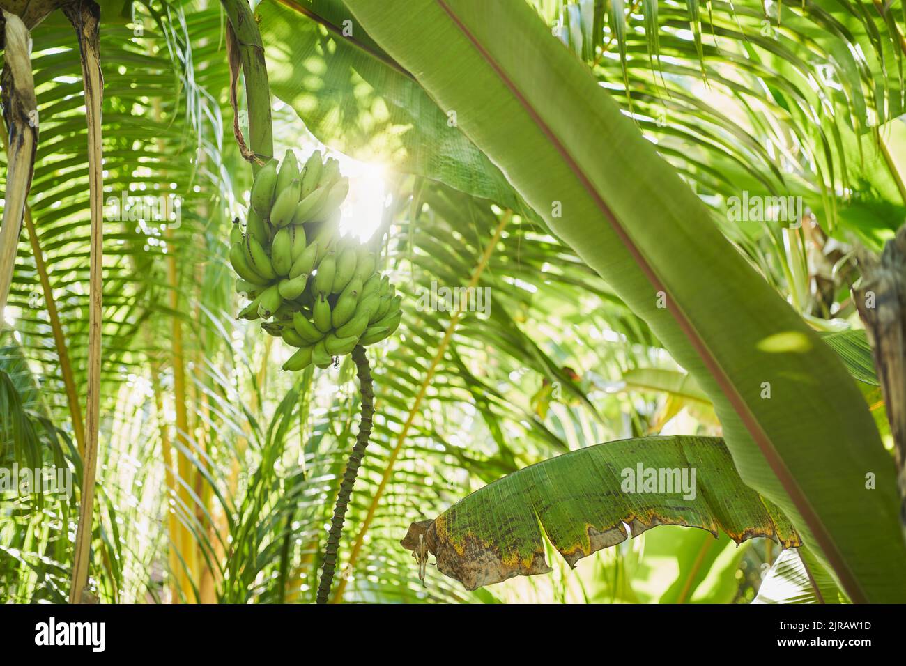 Grüne Bananen wachsen im Dschungel Stockfoto