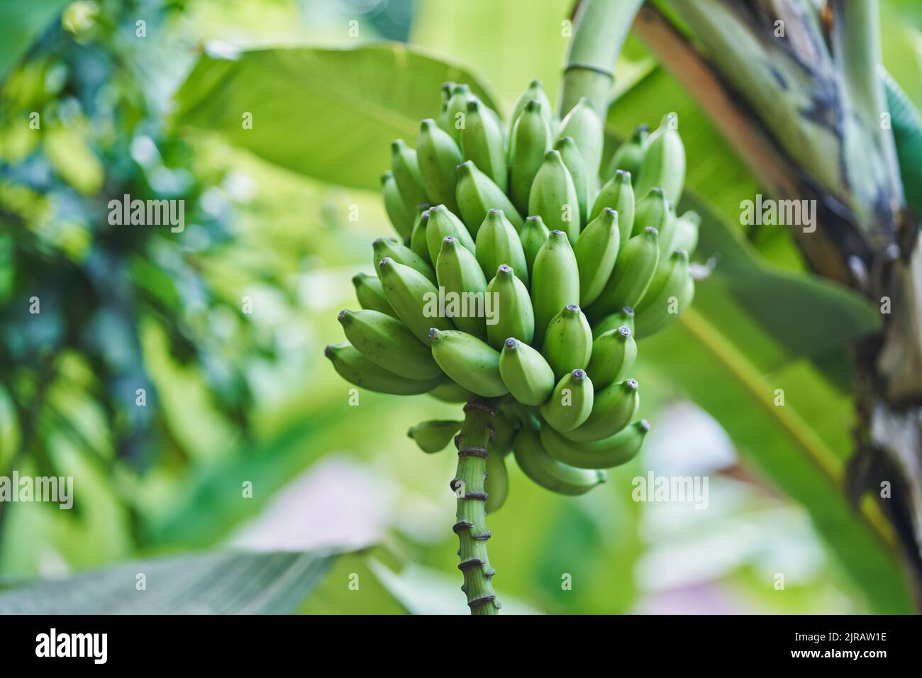 Grüne Bananen wachsen im Dschungel Stockfoto