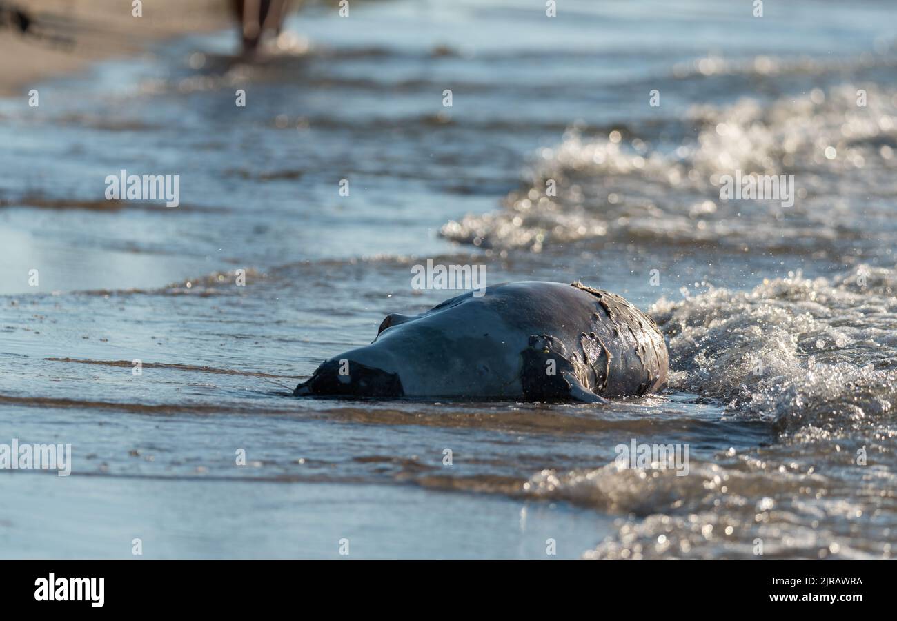 Robbe am Strand. Ein totes Tier, das von den Wellen an den Strand gebracht wurde. Ein Siegel, das von den Wellen getragen wird. Stockfoto